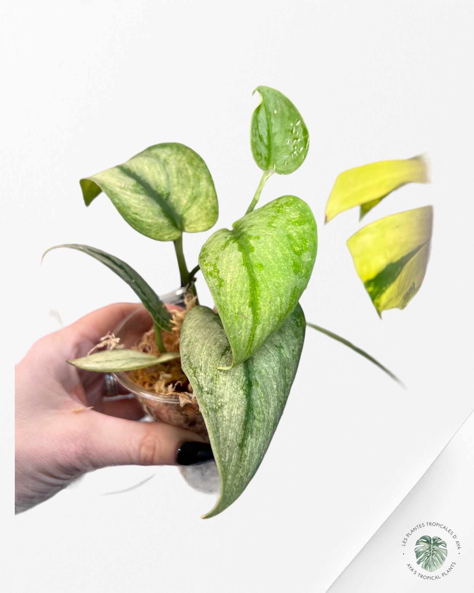 SCINDAPSUS ‘HOLOGRAM’ 6