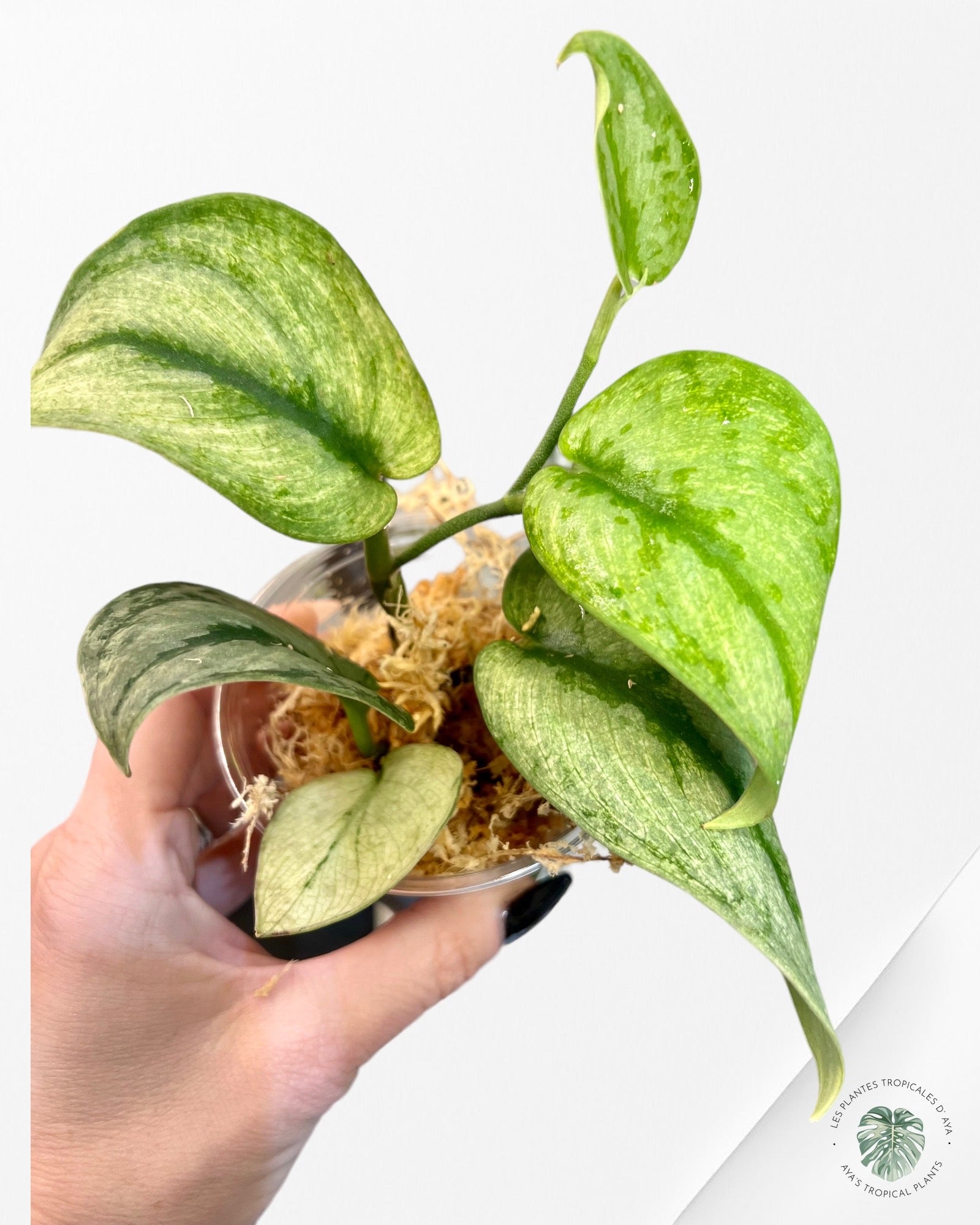 SCINDAPSUS ‘HOLOGRAM’ 6