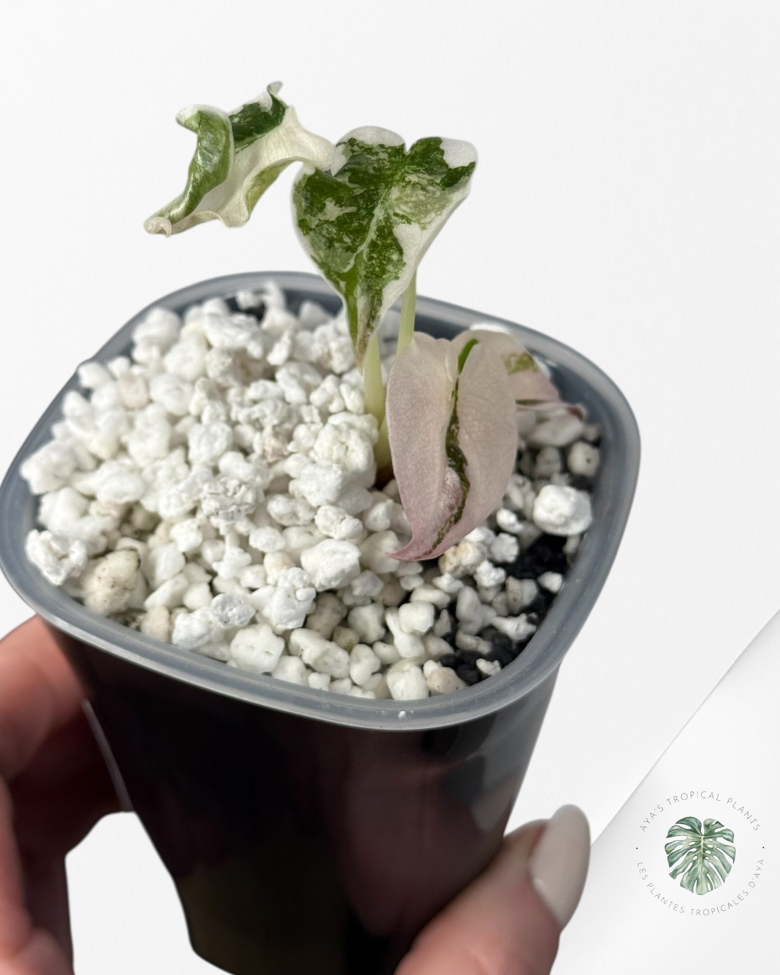 Alocasia Cuprea Albo|Pink Variegated