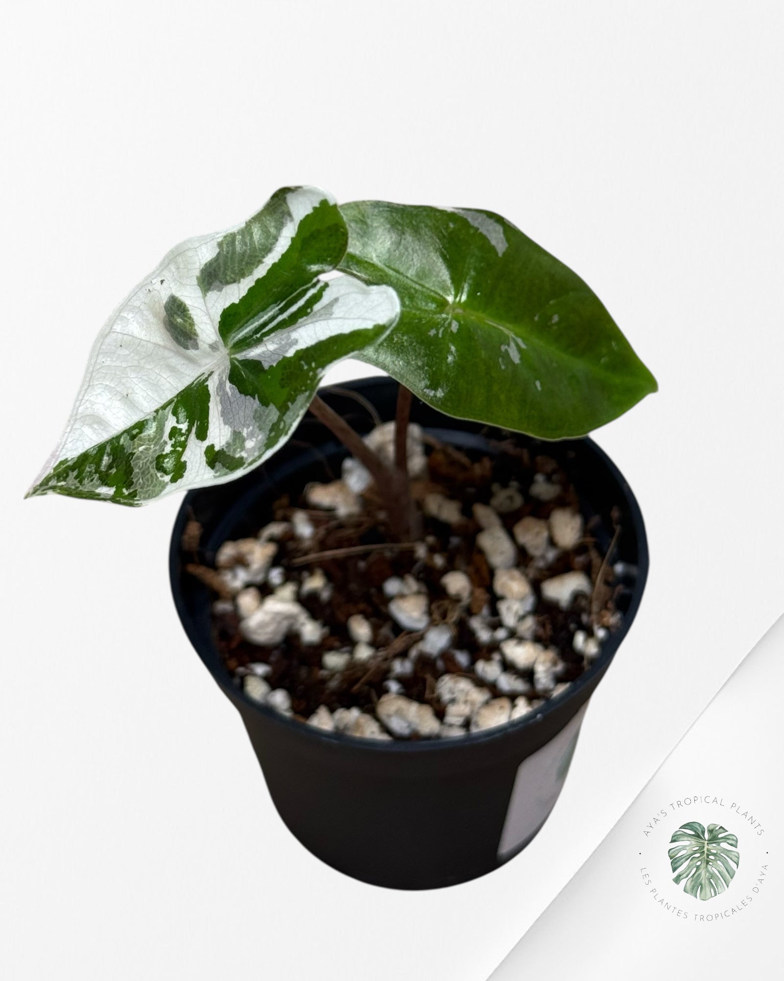 Alocasia Pseudo Sanderiana Albo/Pink - Q