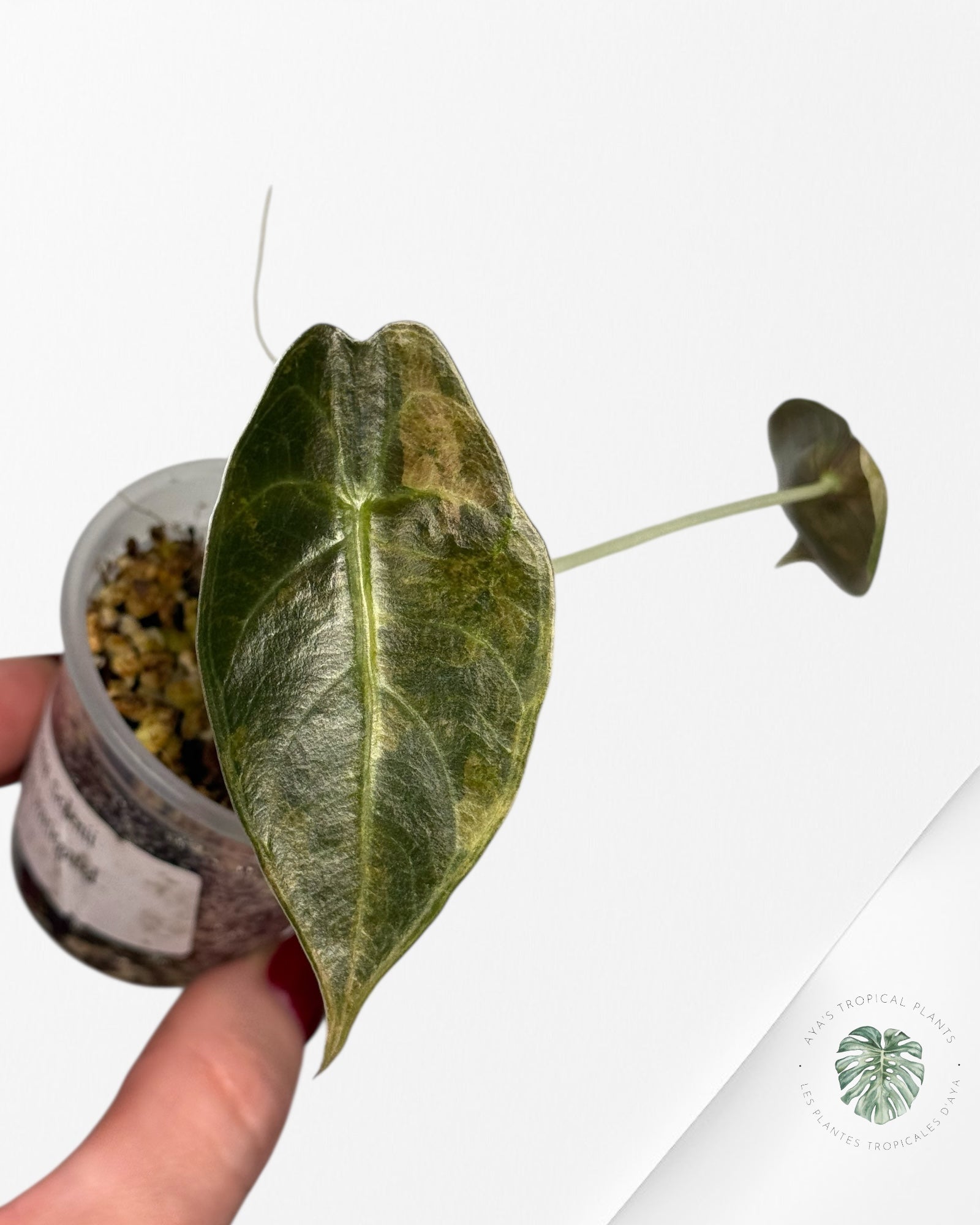 Alocasia Sedenii  Variegated Aurea| Rare TC Plant| Aya's Tropical Plants