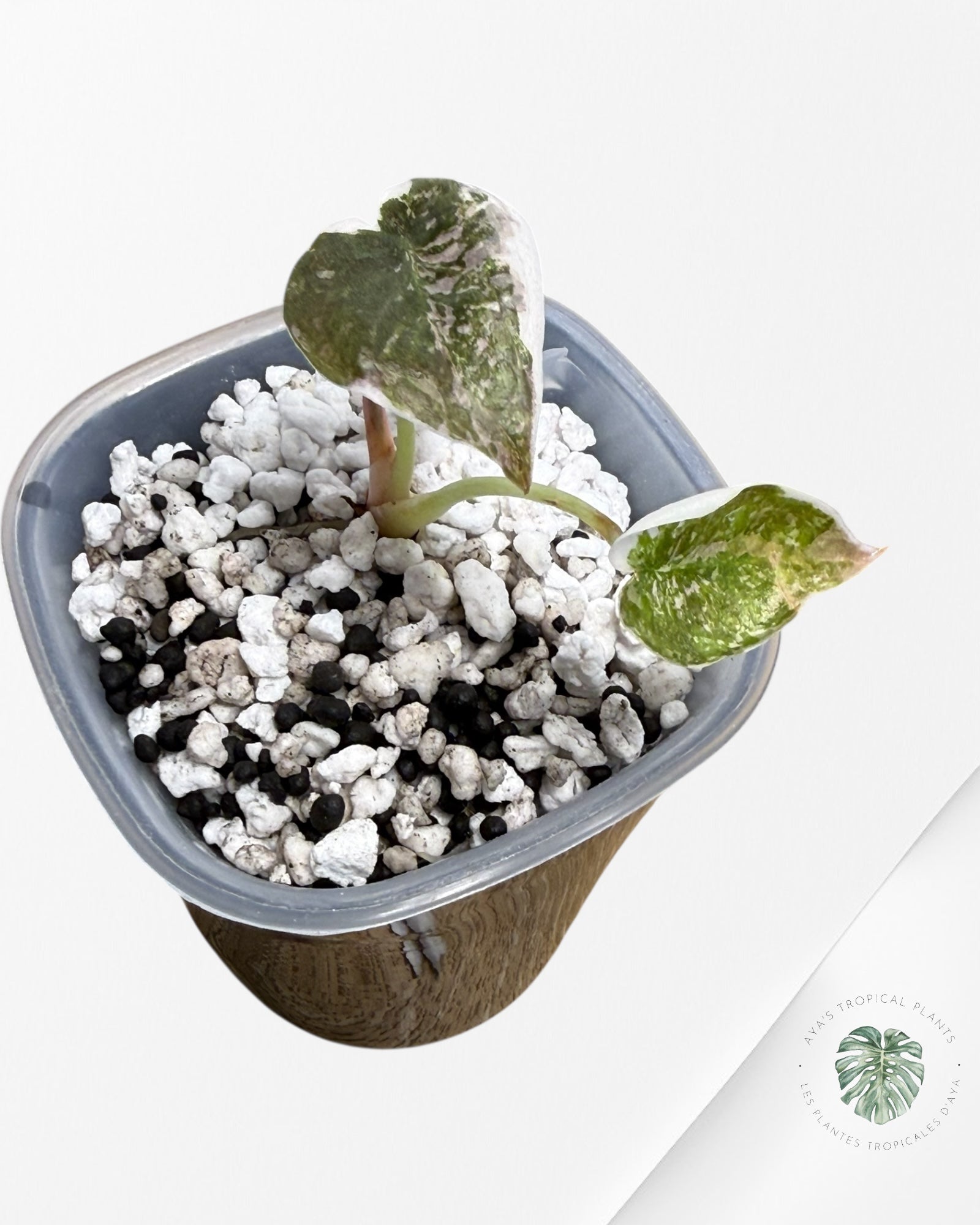 Alocasia Cuprea Albo|Pink Variegated