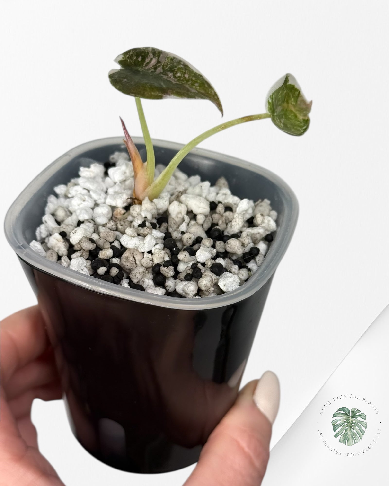 Alocasia Cuprea Albo|Pink Variegated