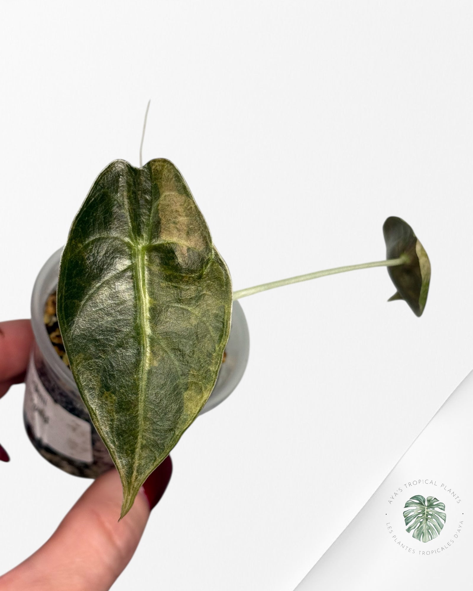 Alocasia Sedenii  Variegated Aurea| Rare TC Plant| Aya's Tropical Plants