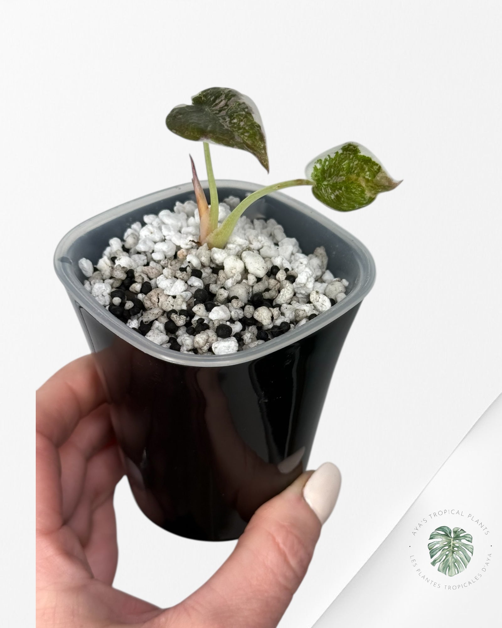 Alocasia Cuprea Albo|Pink Variegated