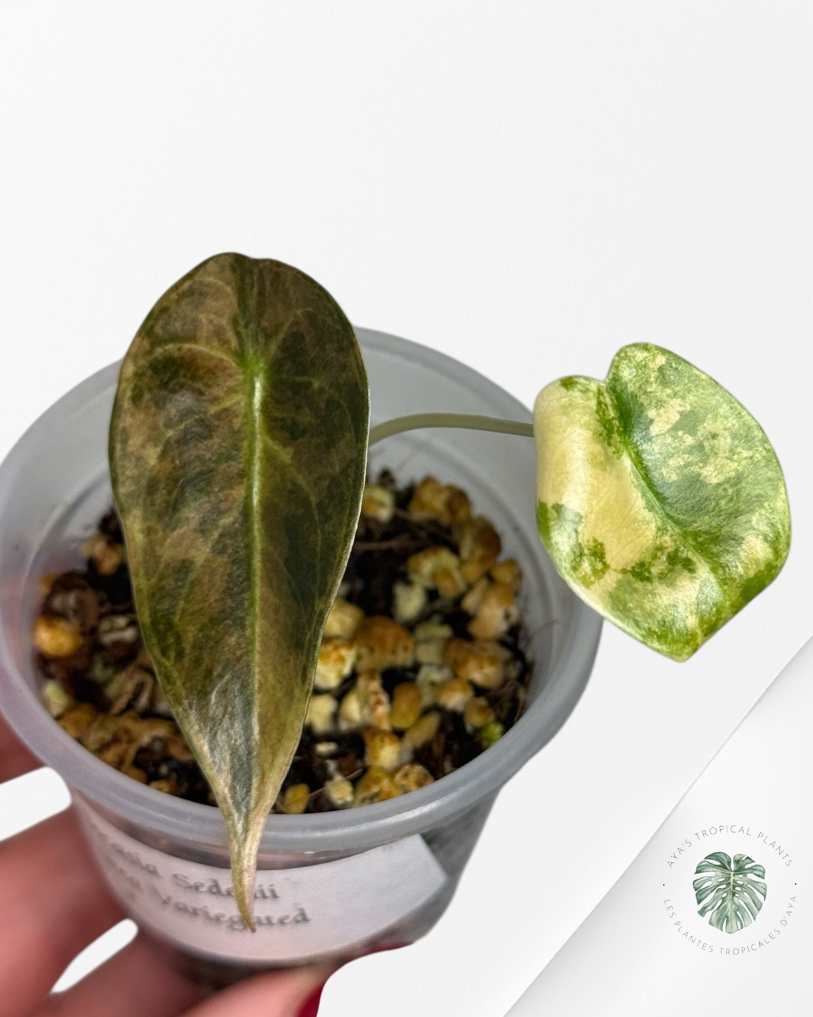 Alocasia Sedenii  Variegated Aurea| Rare TC Plant| Aya's Tropical Plants