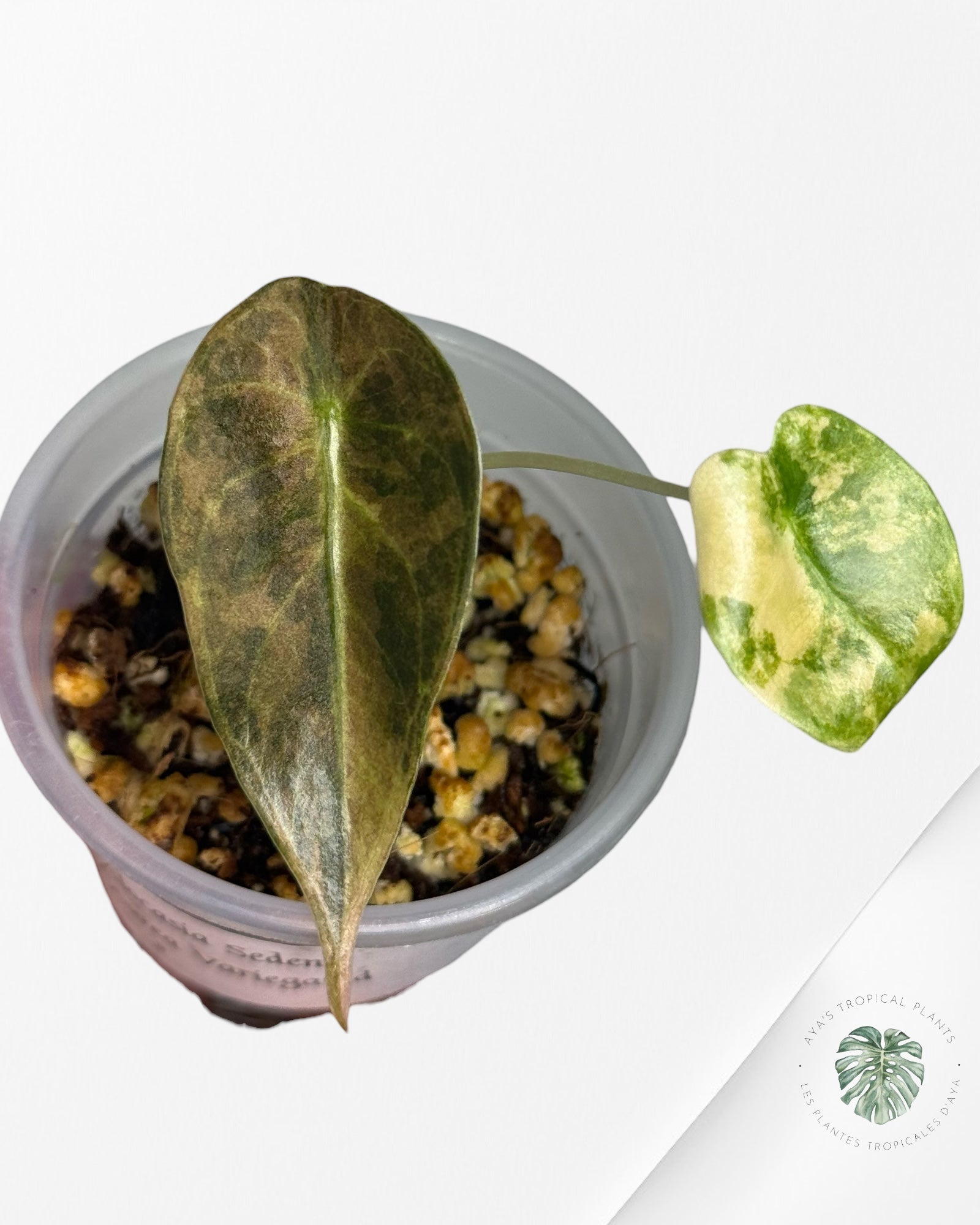 Alocasia Sedenii  Variegated Aurea| Rare TC Plant| Aya's Tropical Plants