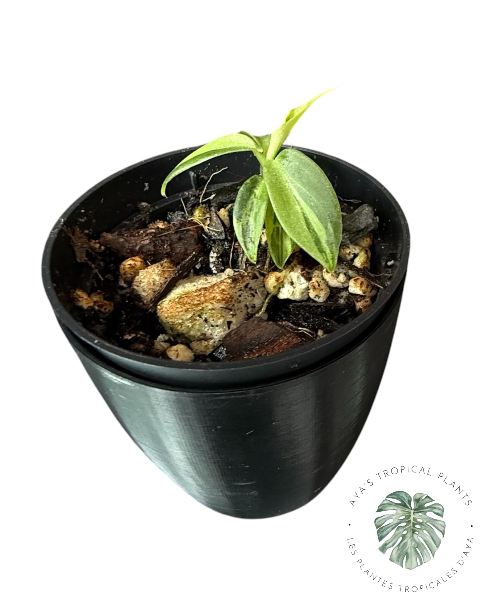 Philodendron Melanochrysum Variegated