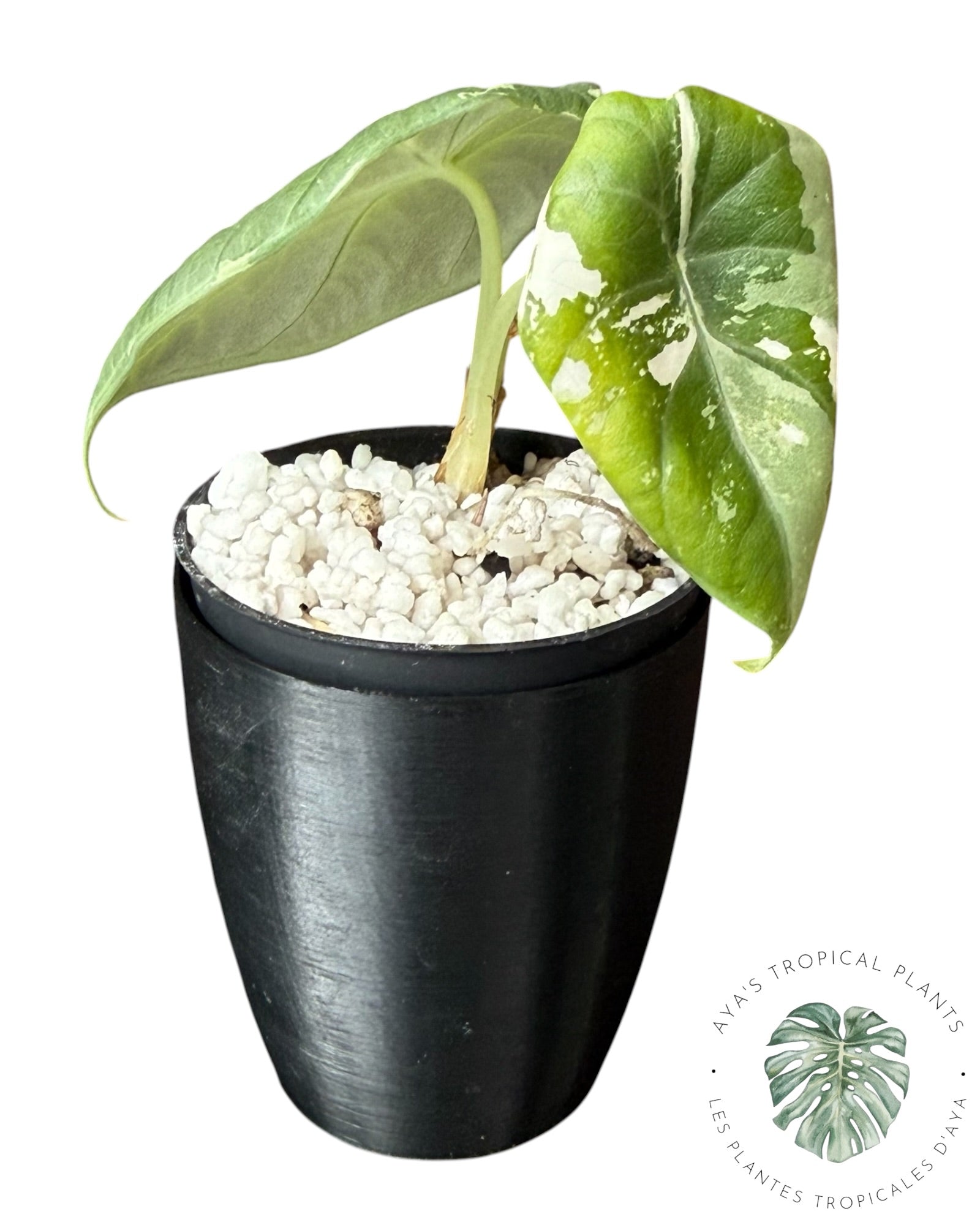 Alocasia Maharani Albo