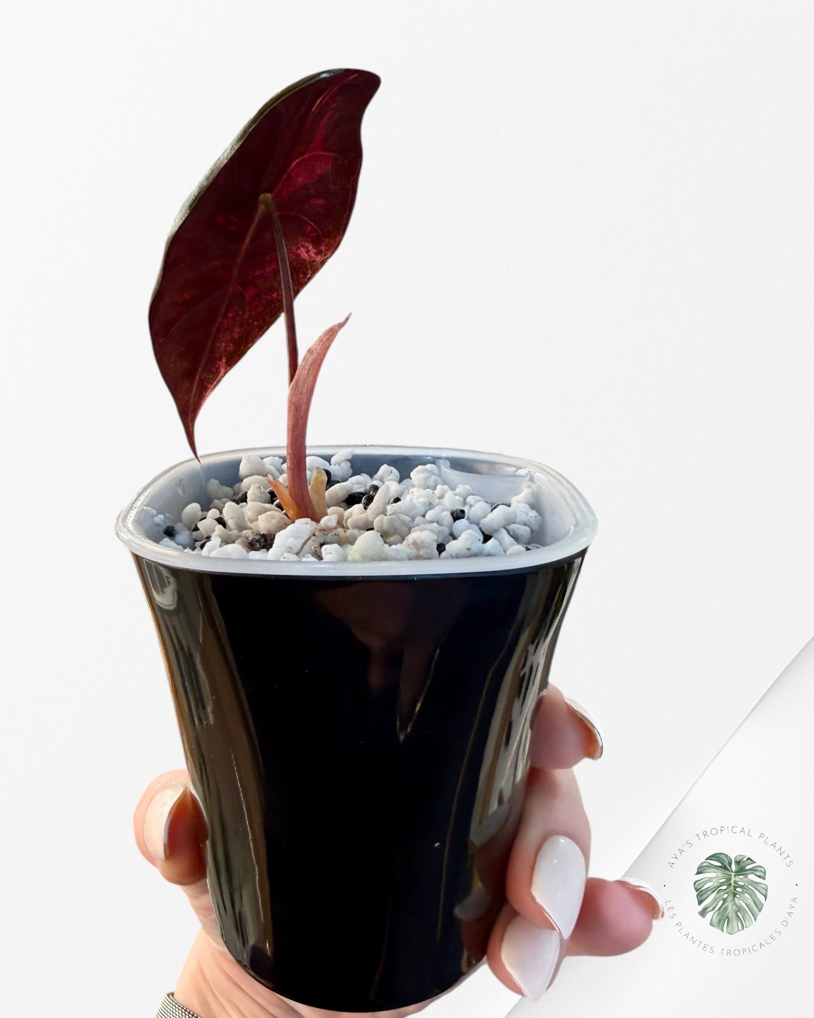 Alocasia Chantrieri Pink Variegated