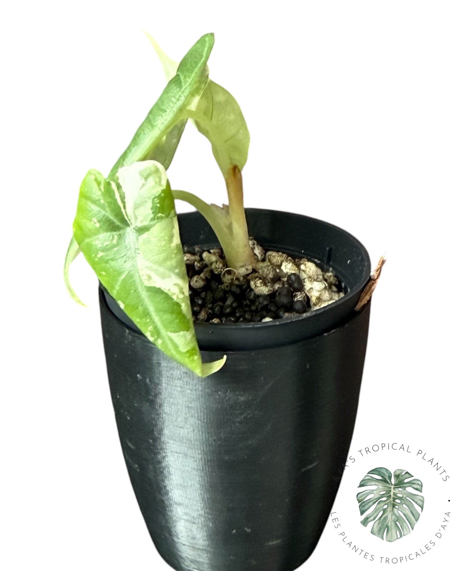 Alocasia Maharani Albo