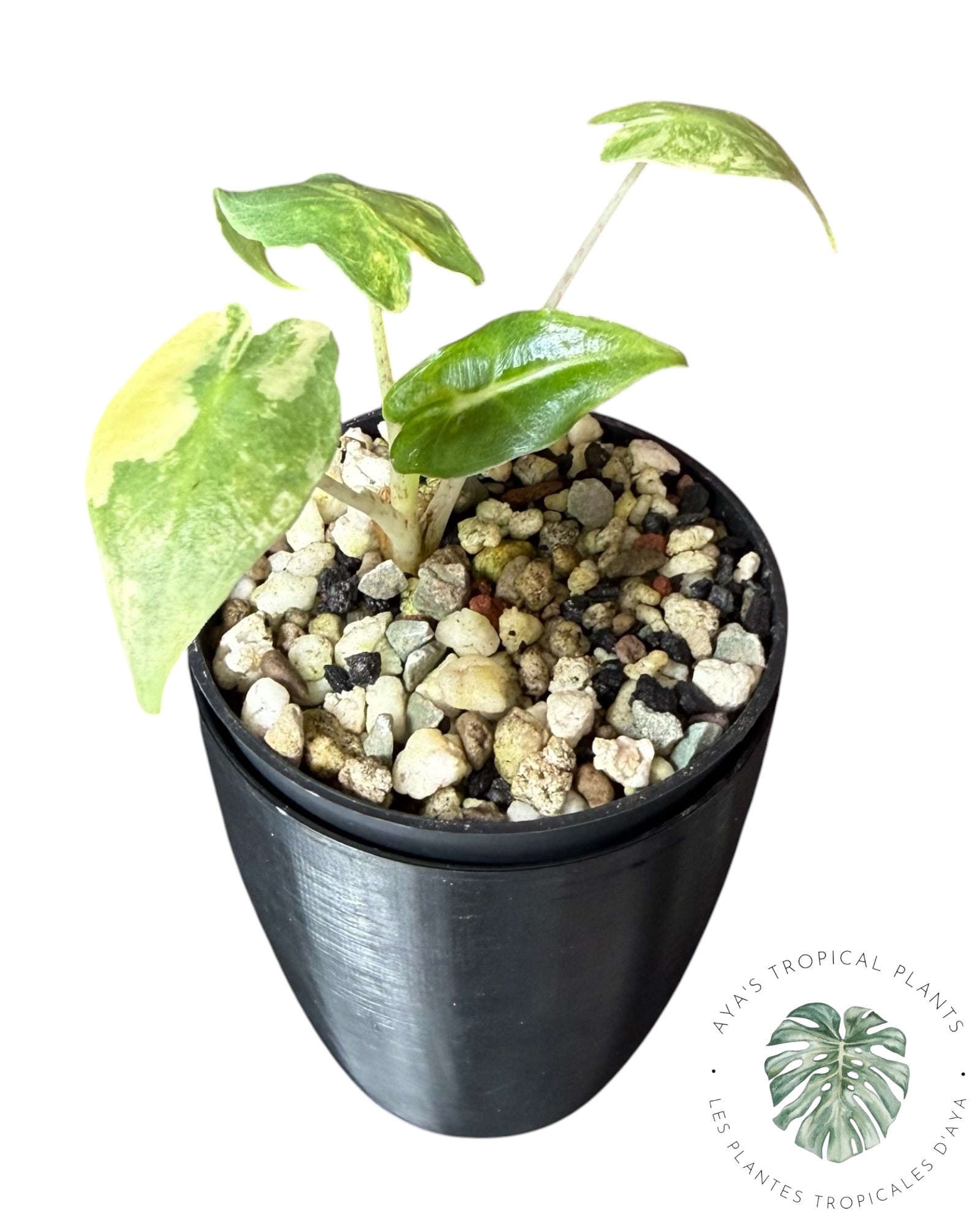 Alocasia Sarian Aurea