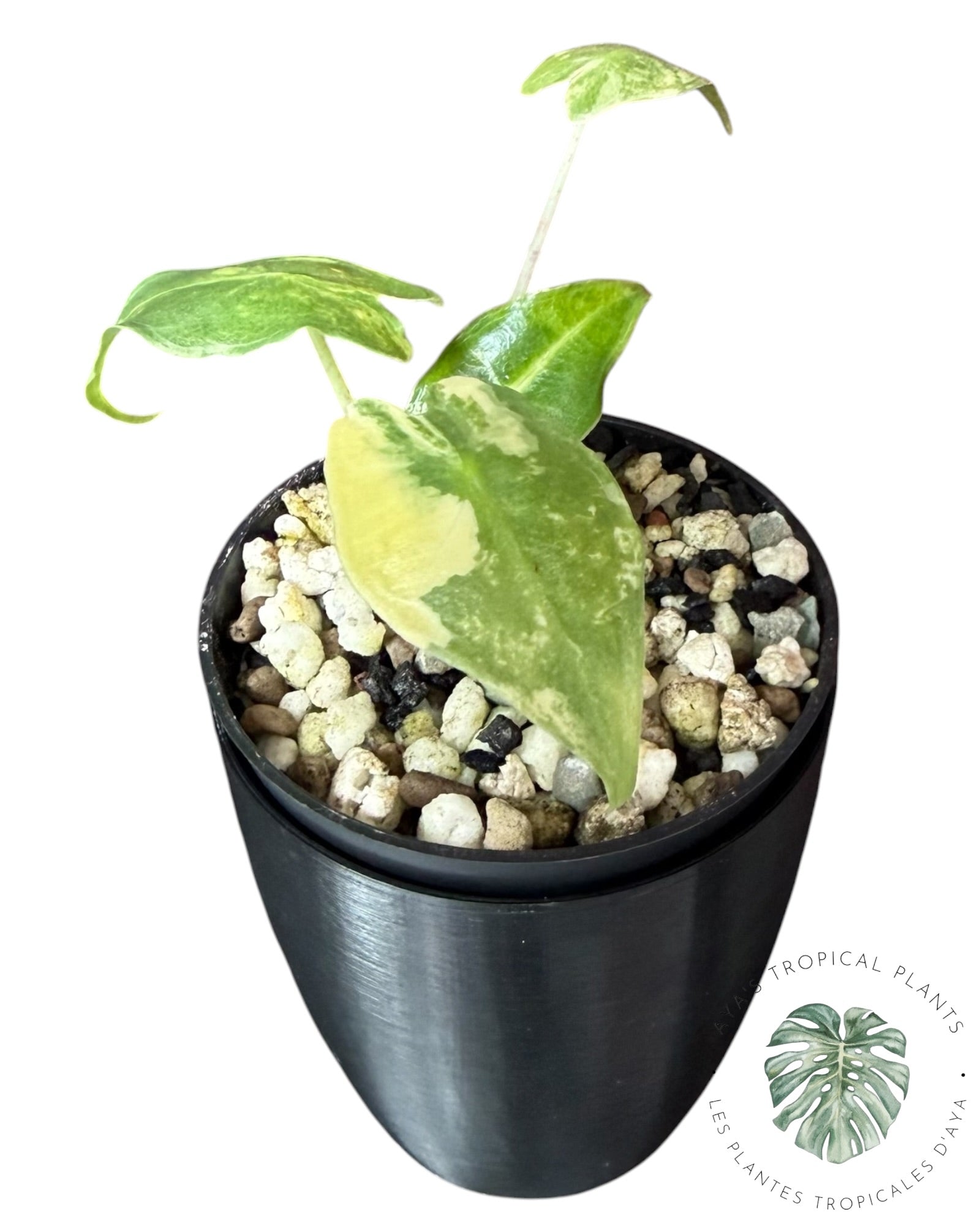 Alocasia Sarian Aurea