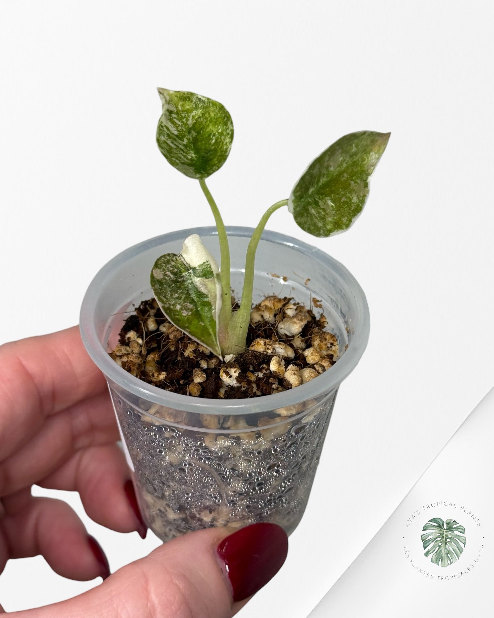 Alocasia Cuprea Pink Variegated | Rare TC Plant| Aya's Tropical Plants