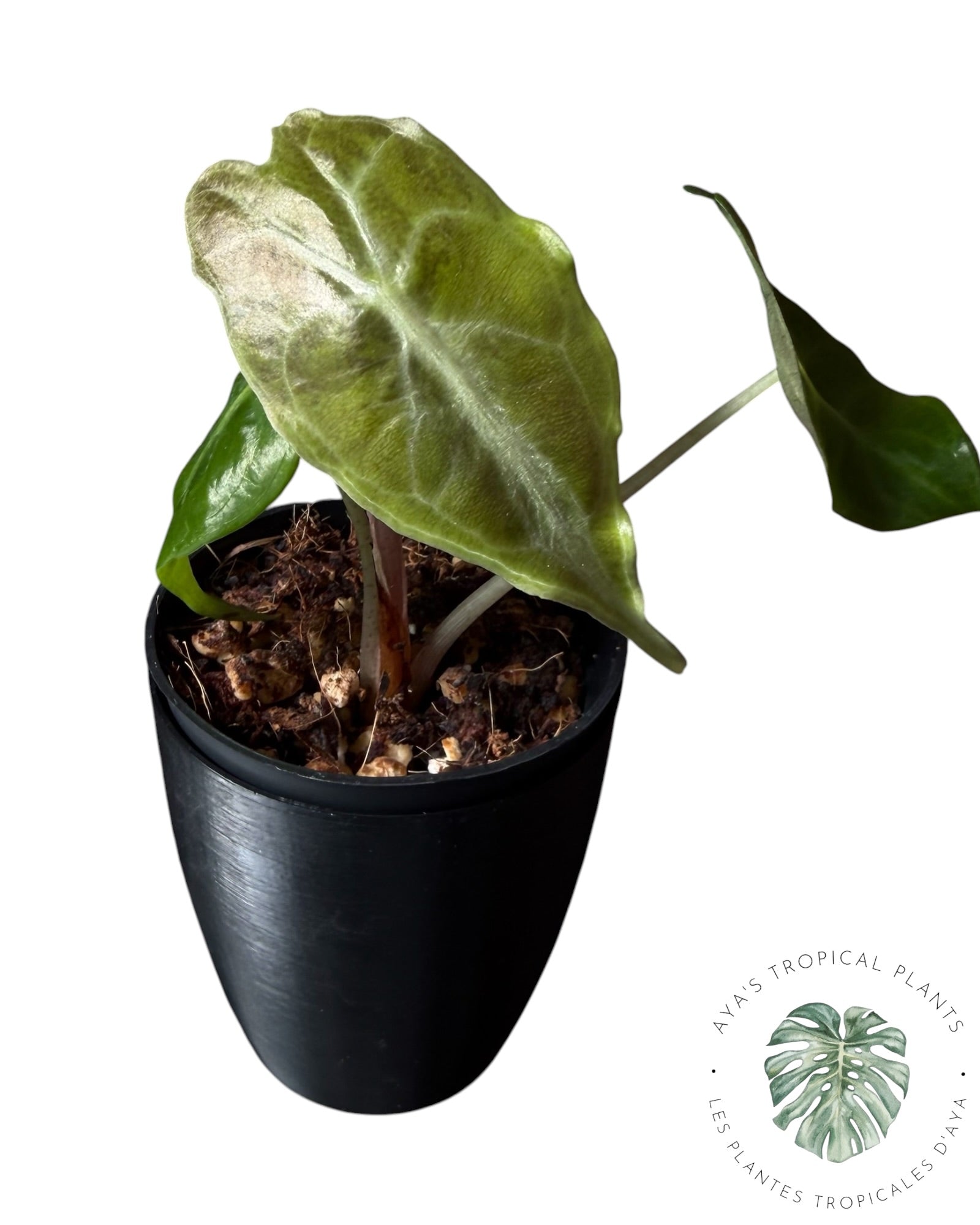 Alocasia Venom