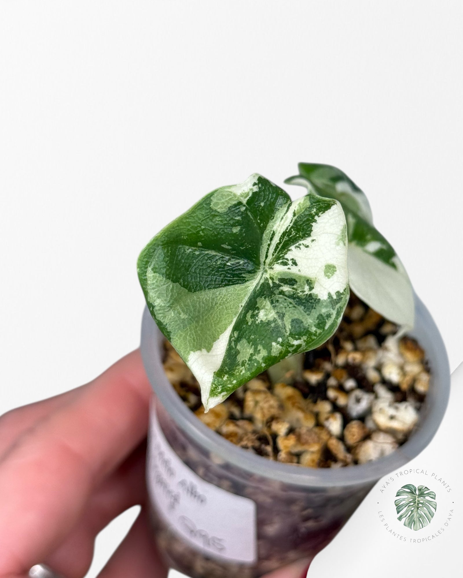 Alocasia Melo Variegated Albo| Rare TC Plant| Aya's Tropical Plants