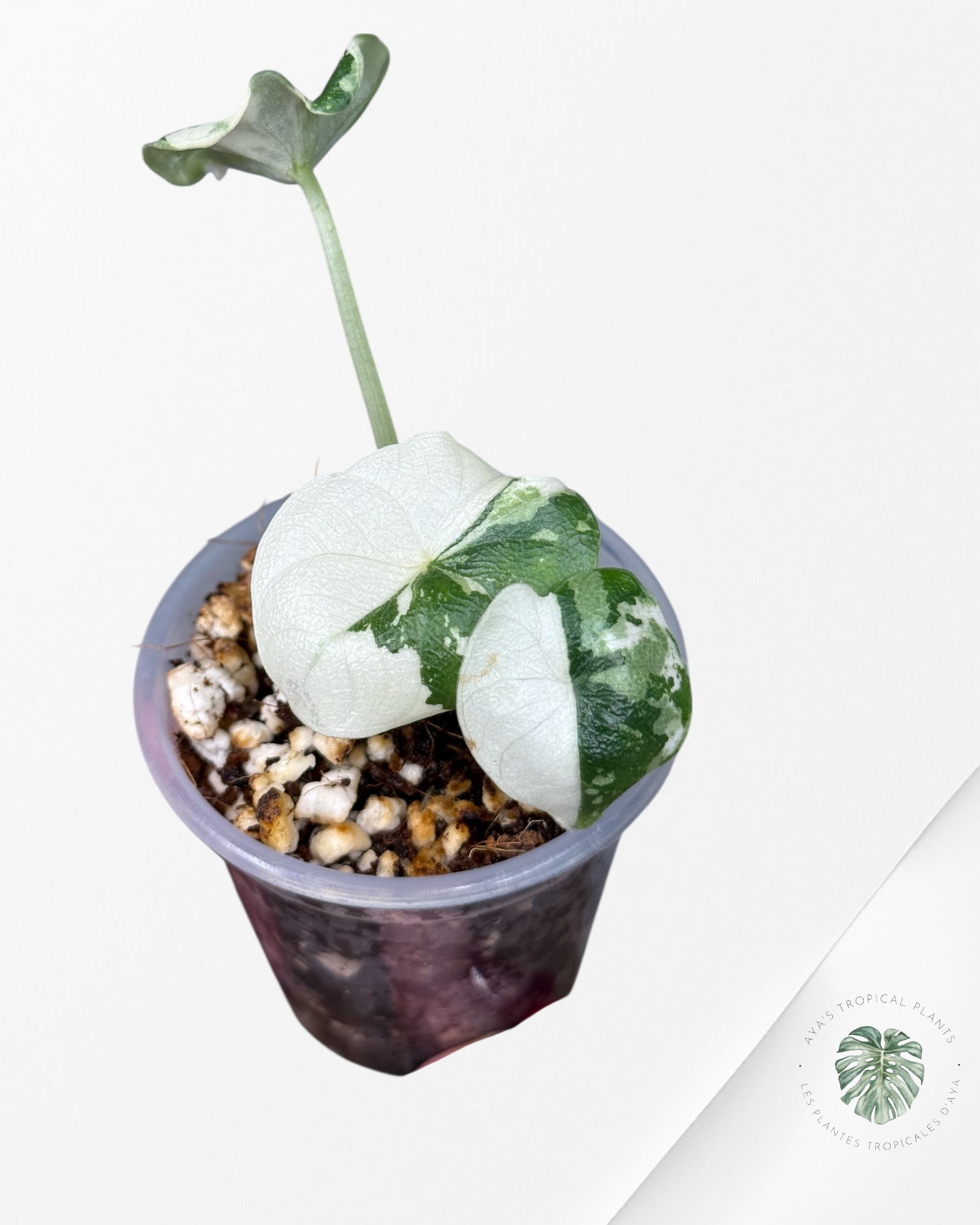 Alocasia Melo Variegated Albo| Rare TC Plant| Aya's Tropical Plants