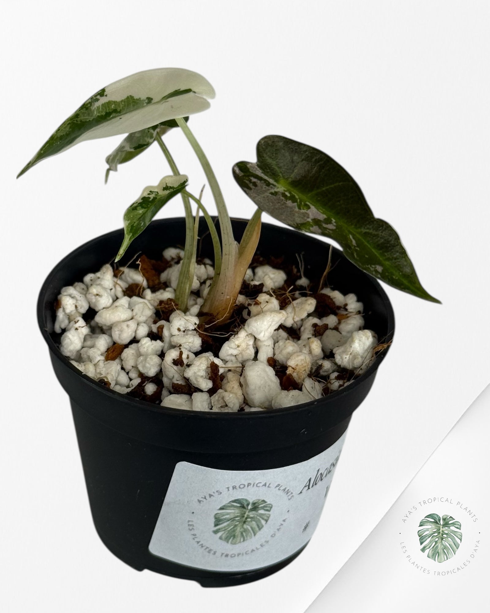 Alocasia Bambino Variegated (pink) - 20