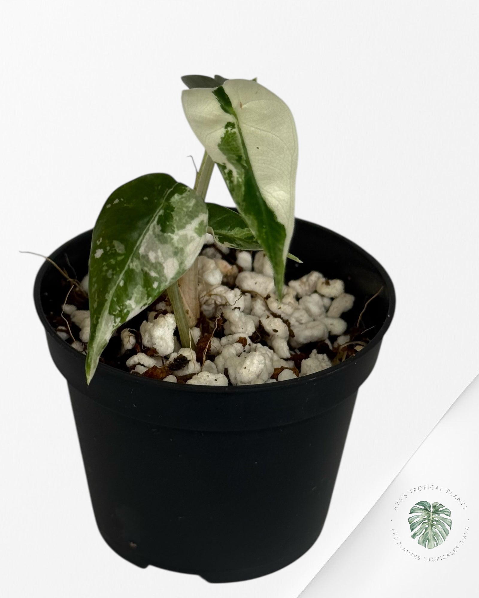 Alocasia Bambino Variegated (pink) - 20
