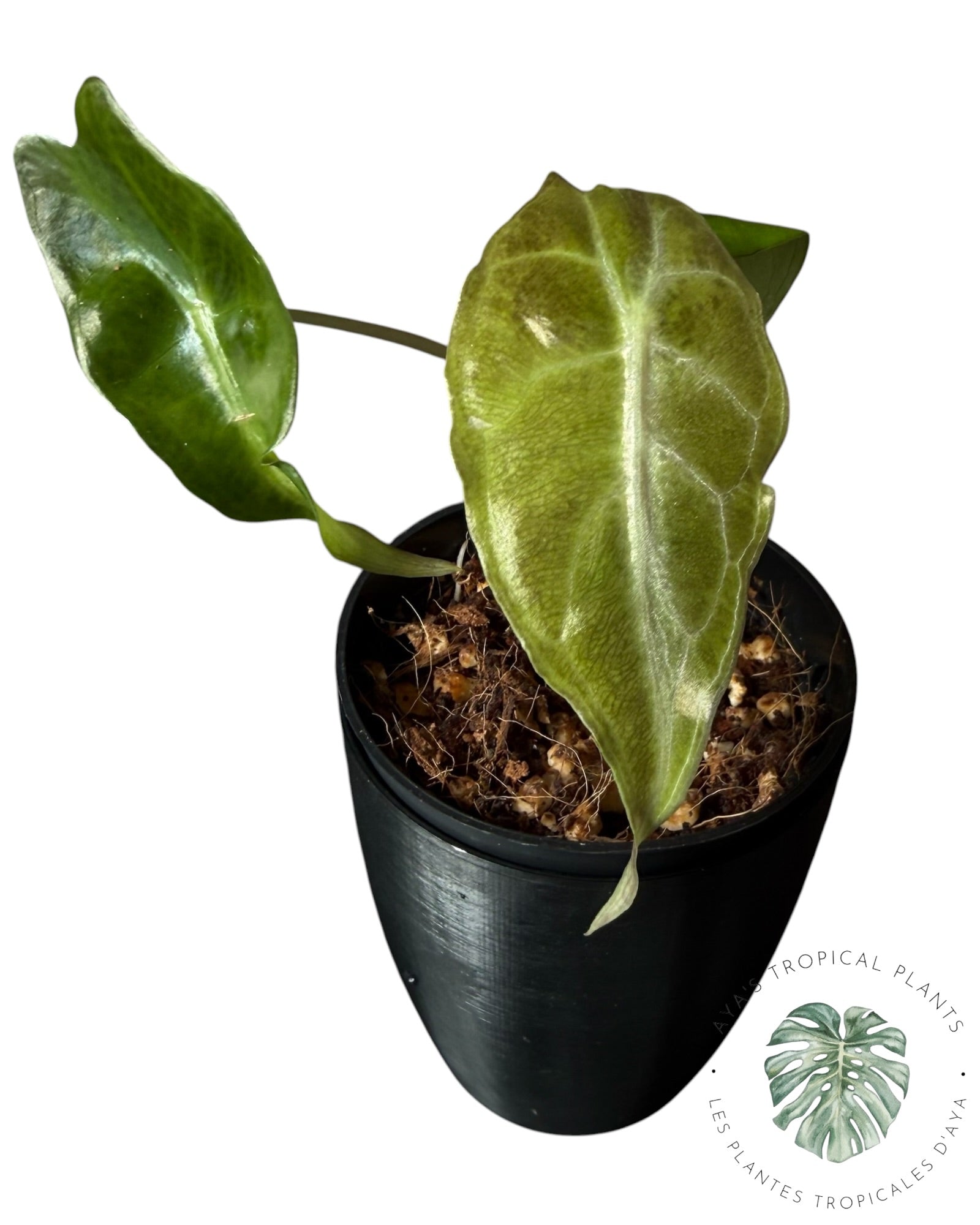 Alocasia Venom
