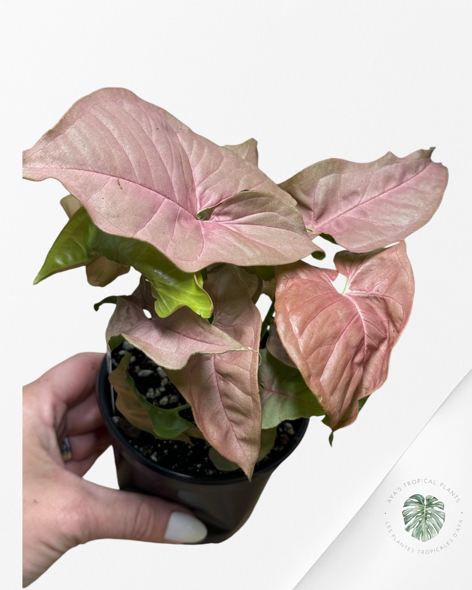 Syngonium 'Neon Robusta C