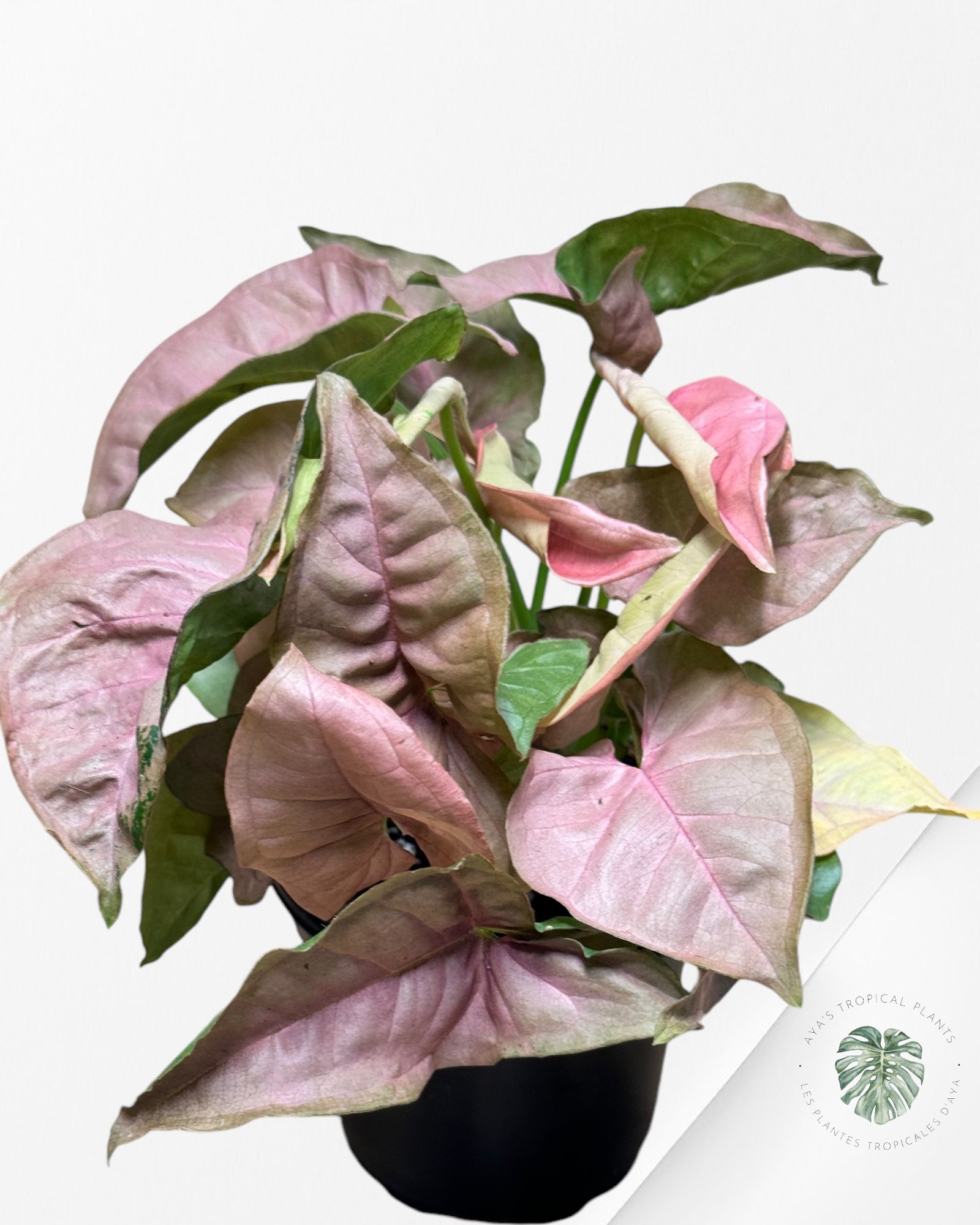 Syngonium 'Neon Robusta D