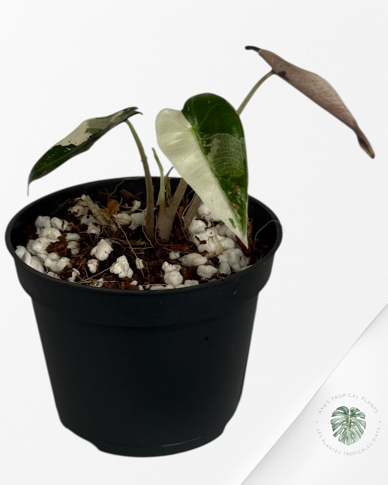 Alocasia Bambino Variegated (pink) - 10