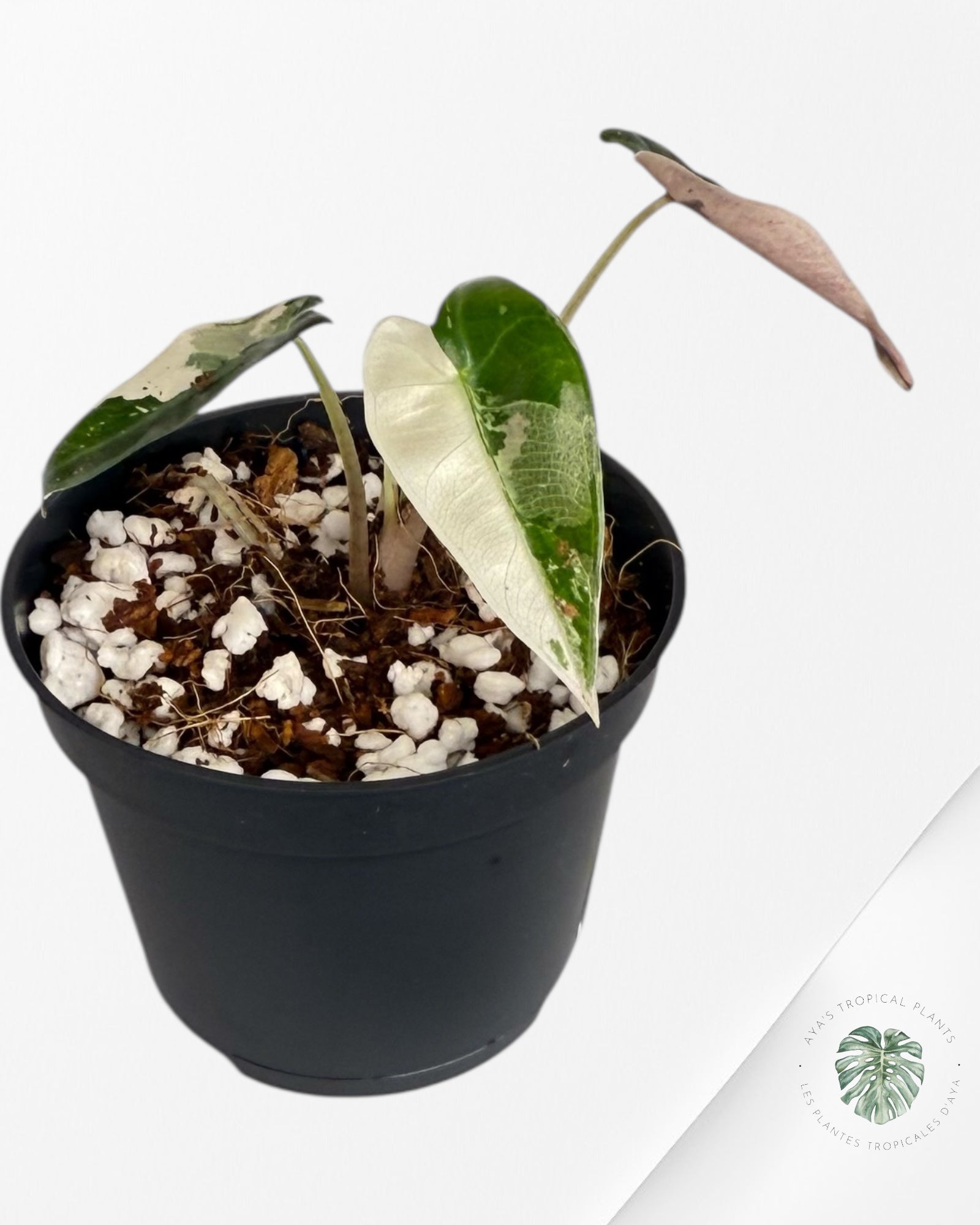 Alocasia Bambino Variegated (pink) - 10