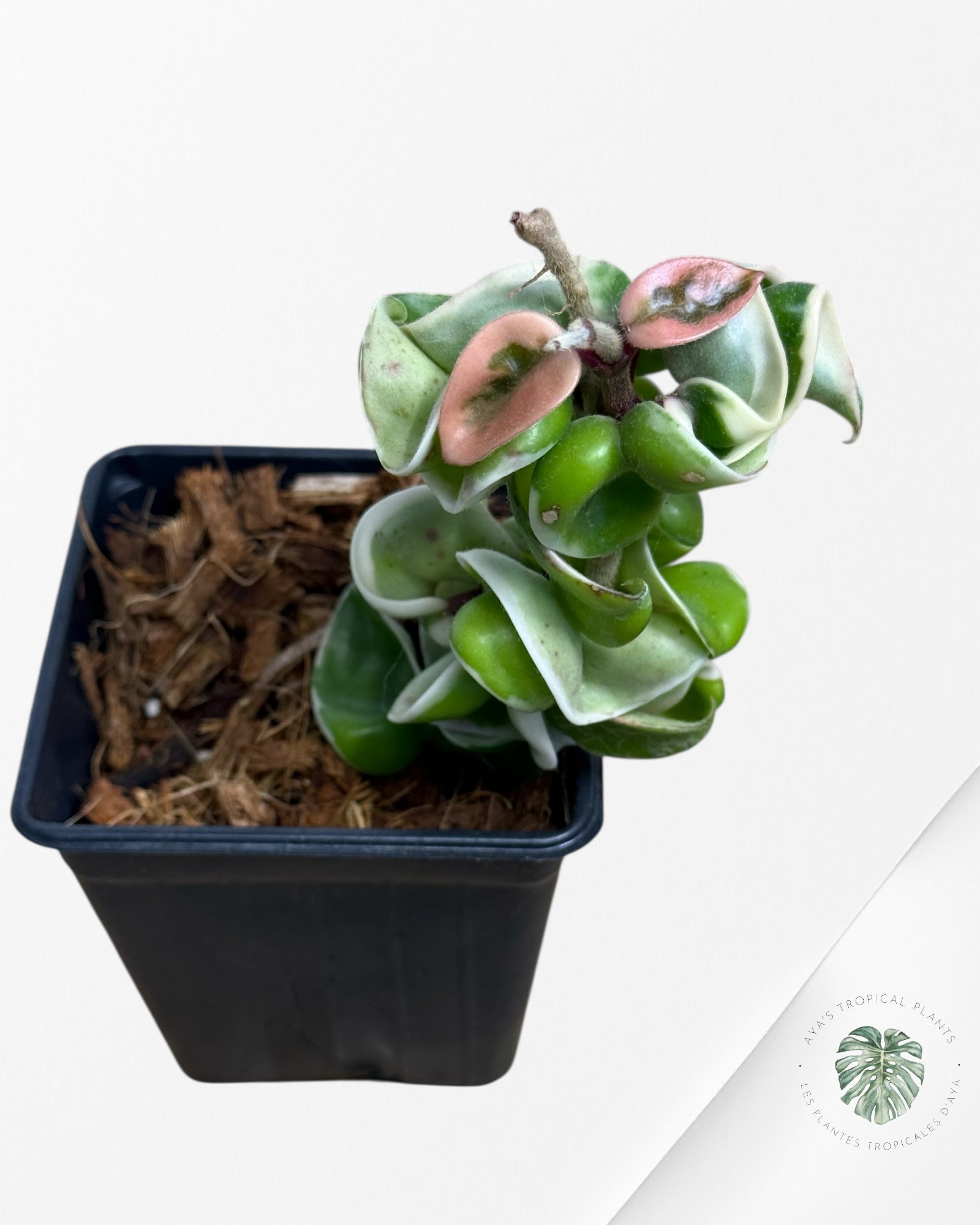 Hoya Carnosa Compacta (Outer variegation) - 100