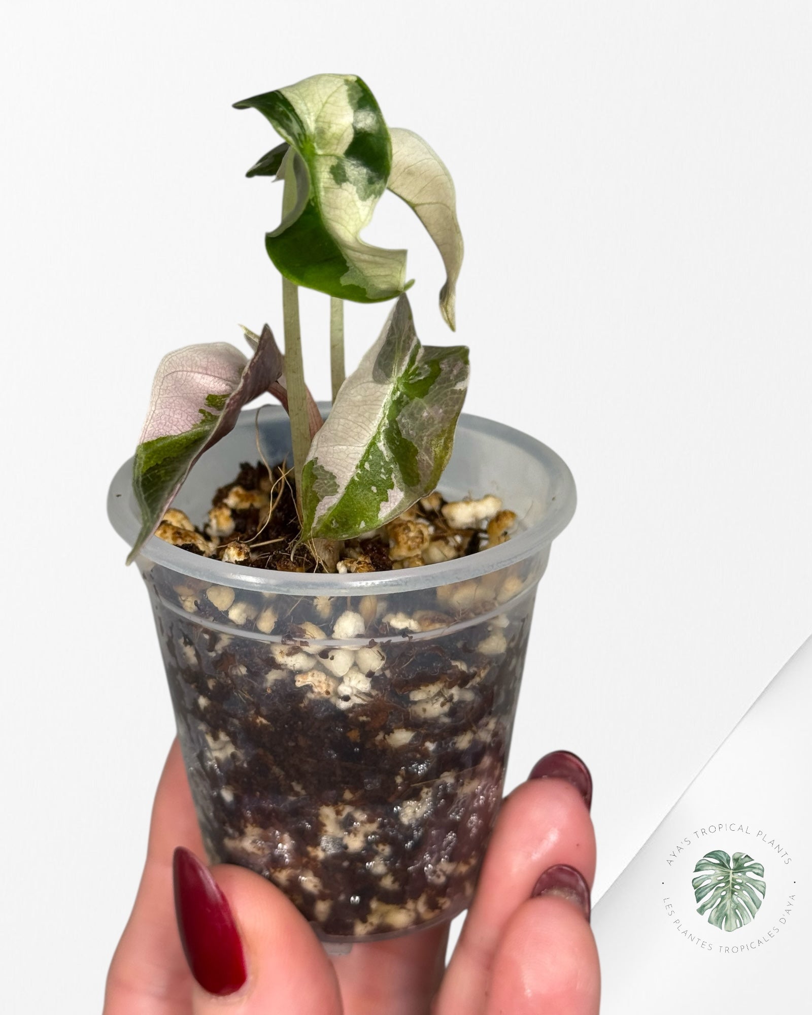 Alocasia Polly Variegated Pink| Rare TC Plant| Aya's Tropical Plants