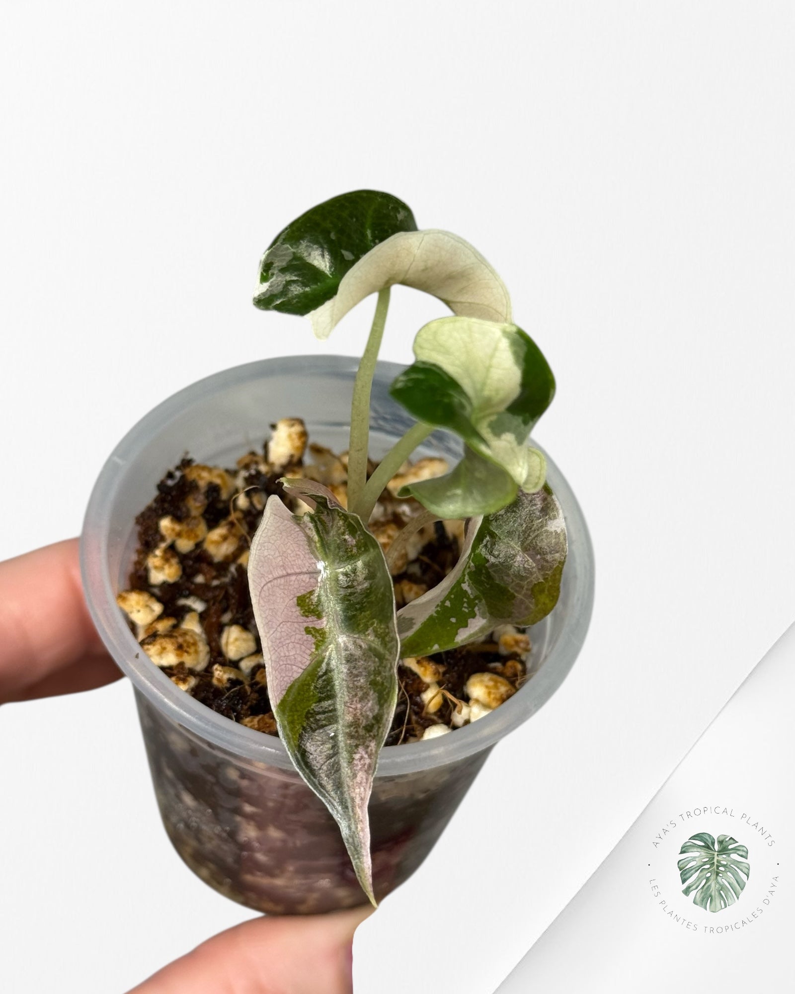 Alocasia Polly Variegated Pink| Rare TC Plant| Aya's Tropical Plants