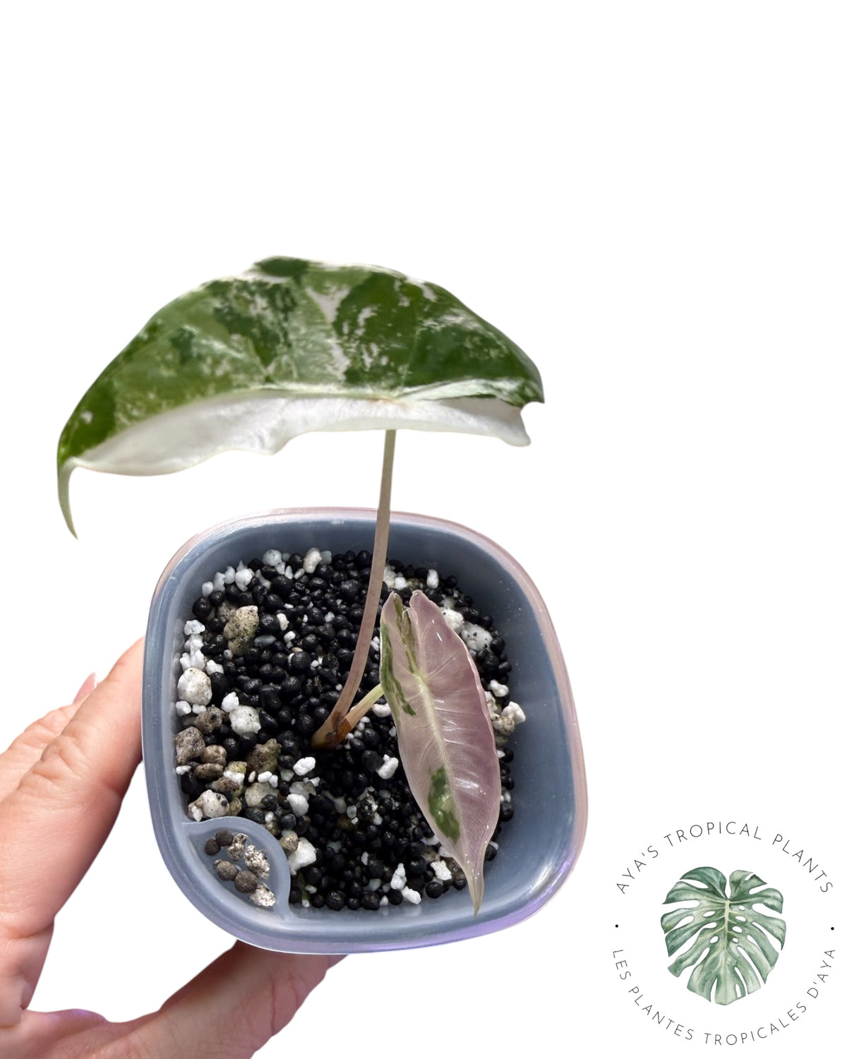 Alocasia Longiloba Grandis  Variegated