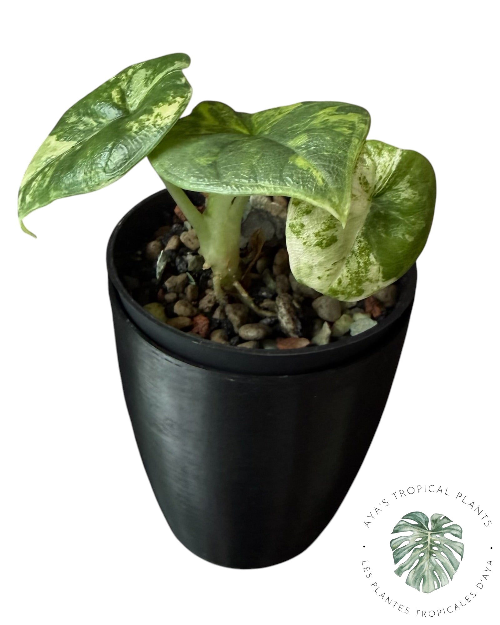 Alocasia Melo Aurea Variegated