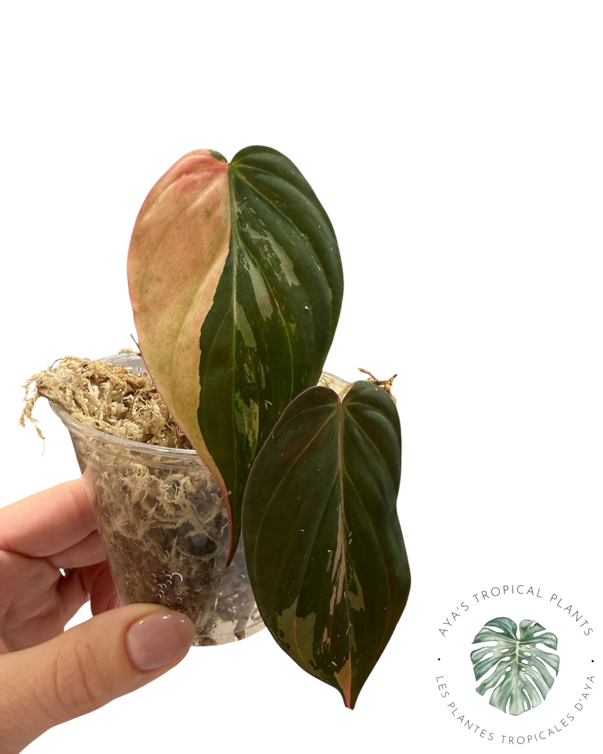 Philodendron REAL Pink Micans Variegated