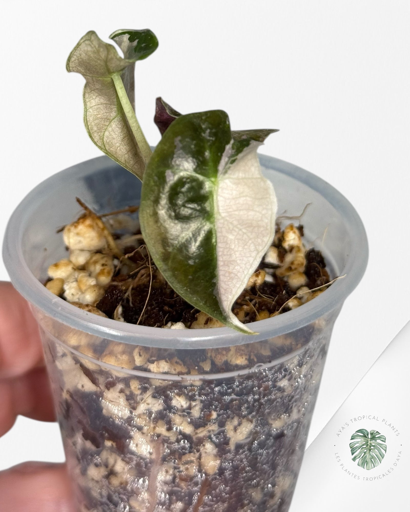 Alocasia Polly Variegated Pink| Rare TC Plant| Aya's Tropical Plants