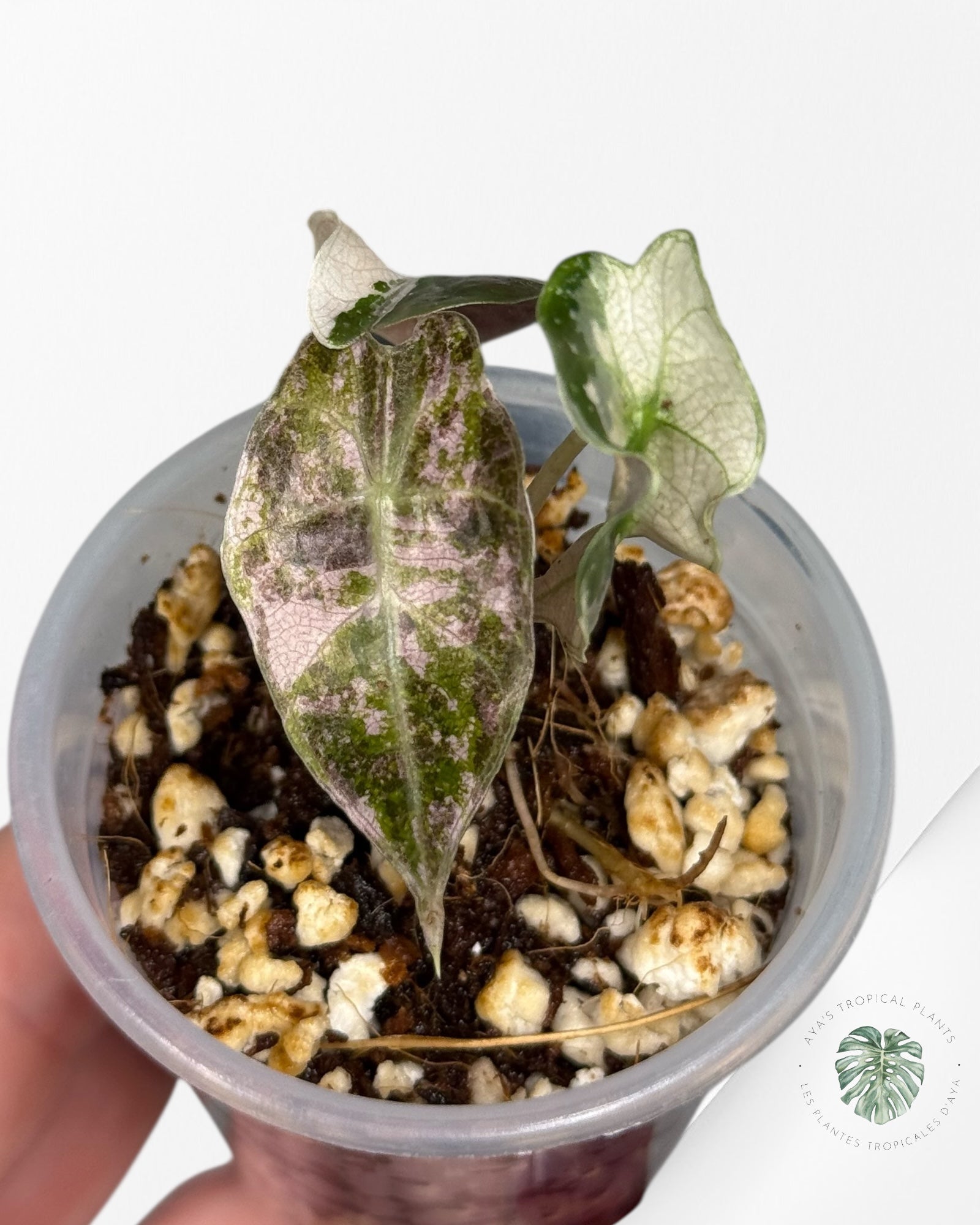 Alocasia Polly Variegated Pink| Rare TC Plant| Aya's Tropical Plants