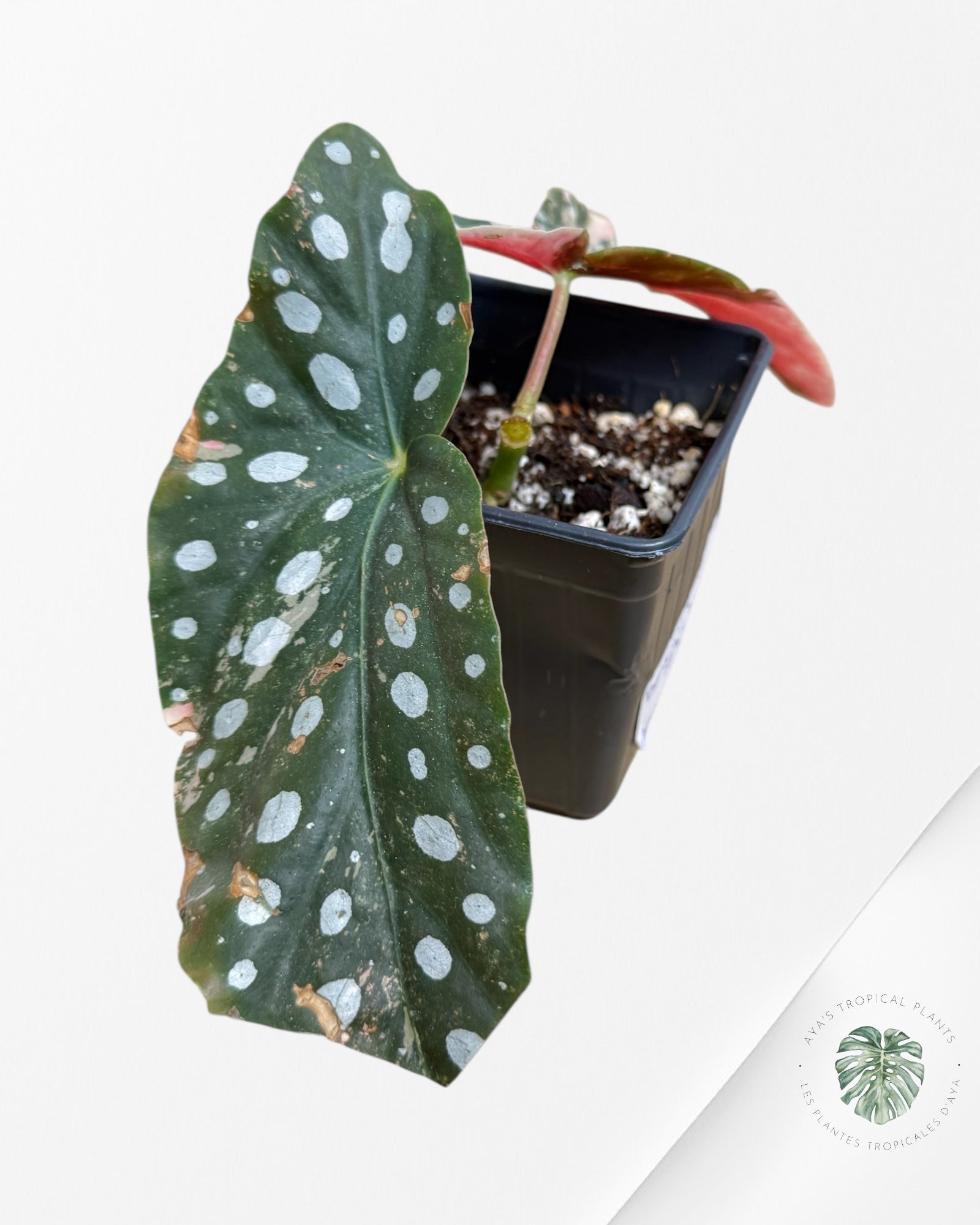 Begonia Maculata Pink Variegated-EX