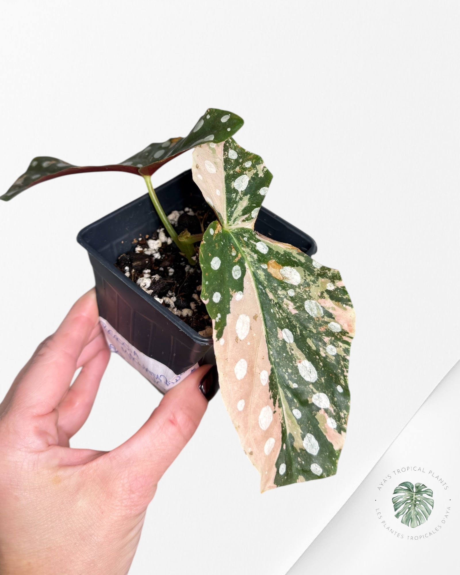 Begonia Maculata Pink Variegated-EX