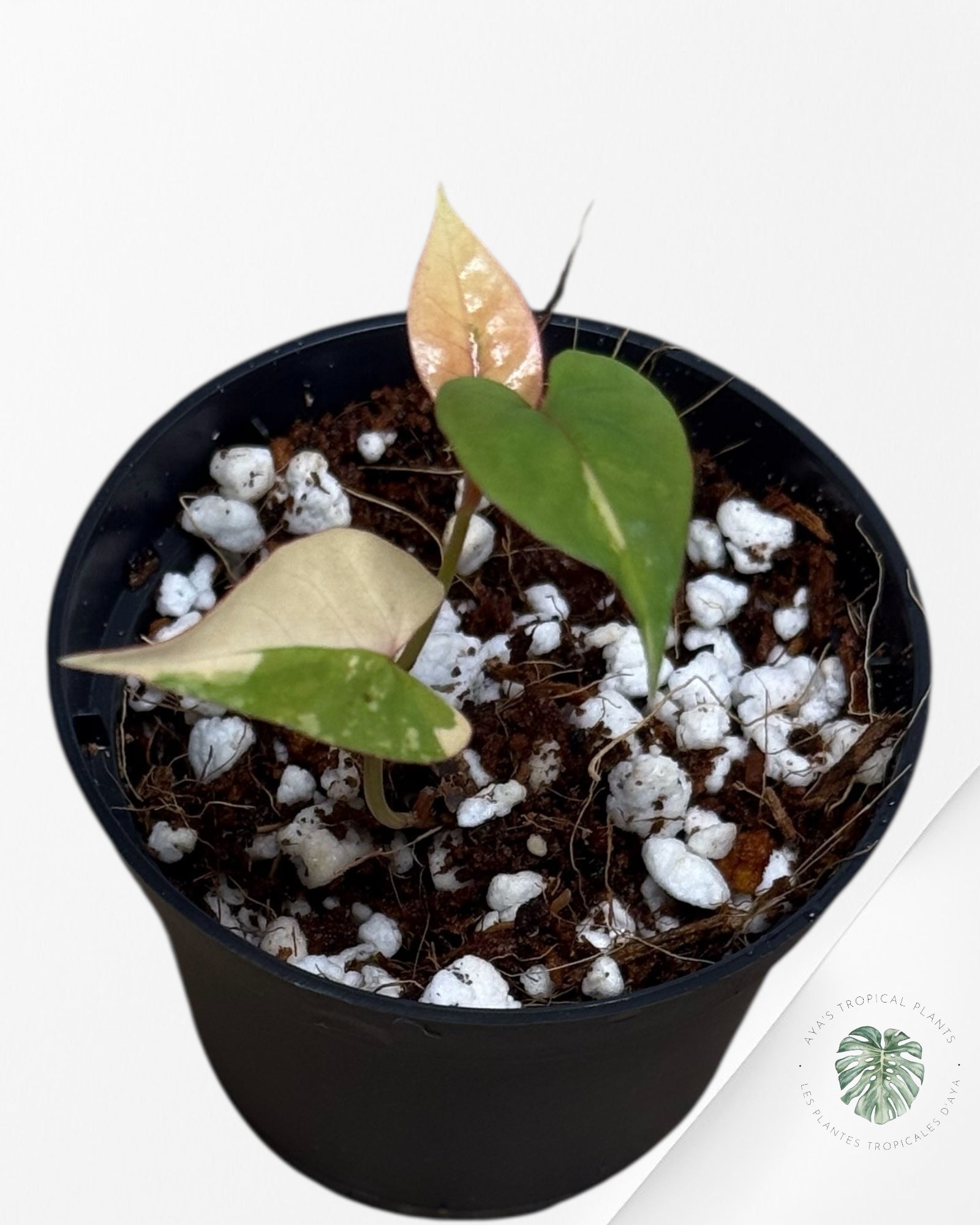 Fallopia multiflora Variegated - 30