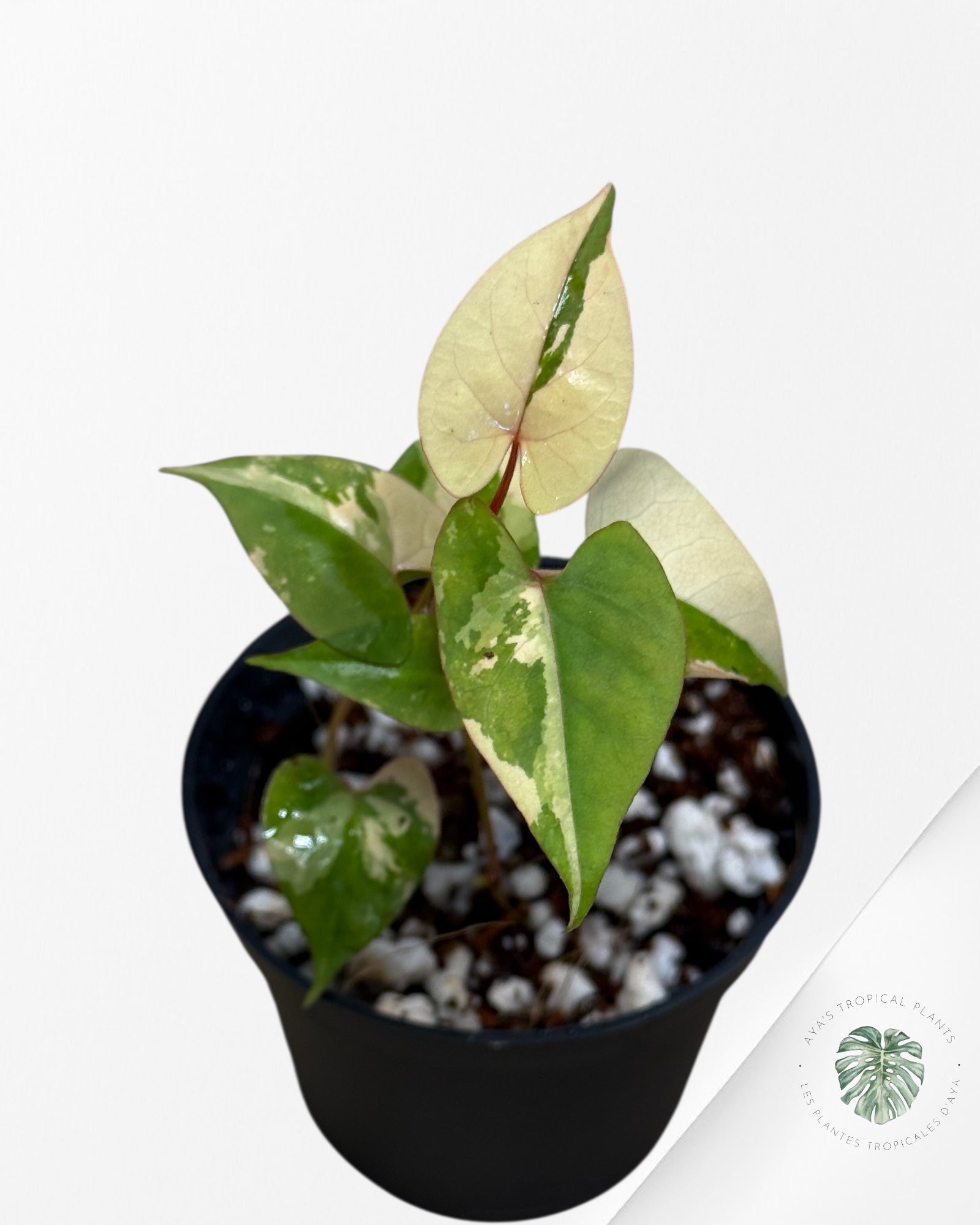 Fallopia multiflora Variegated - 70