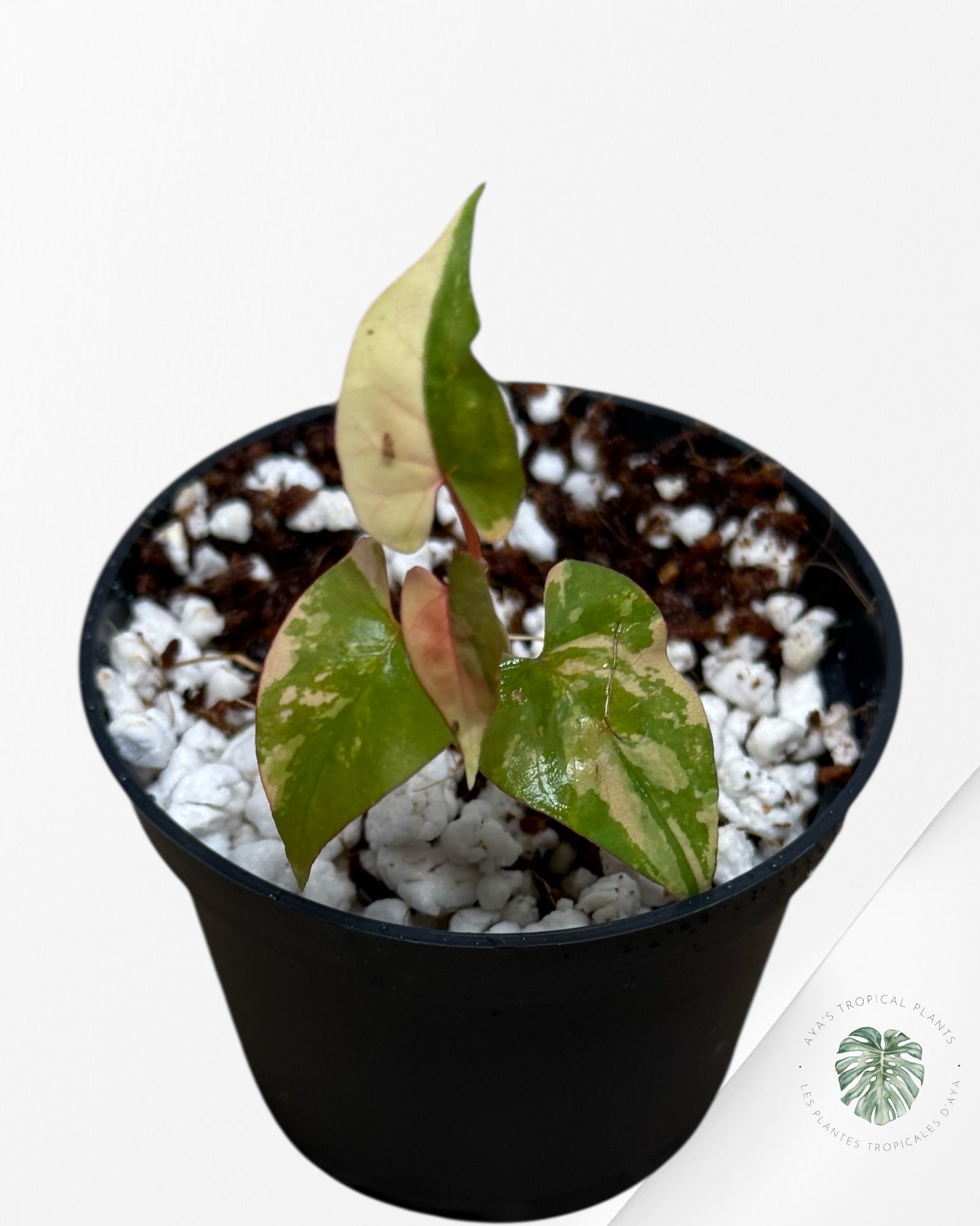 Fallopia multiflora Variegated - 60