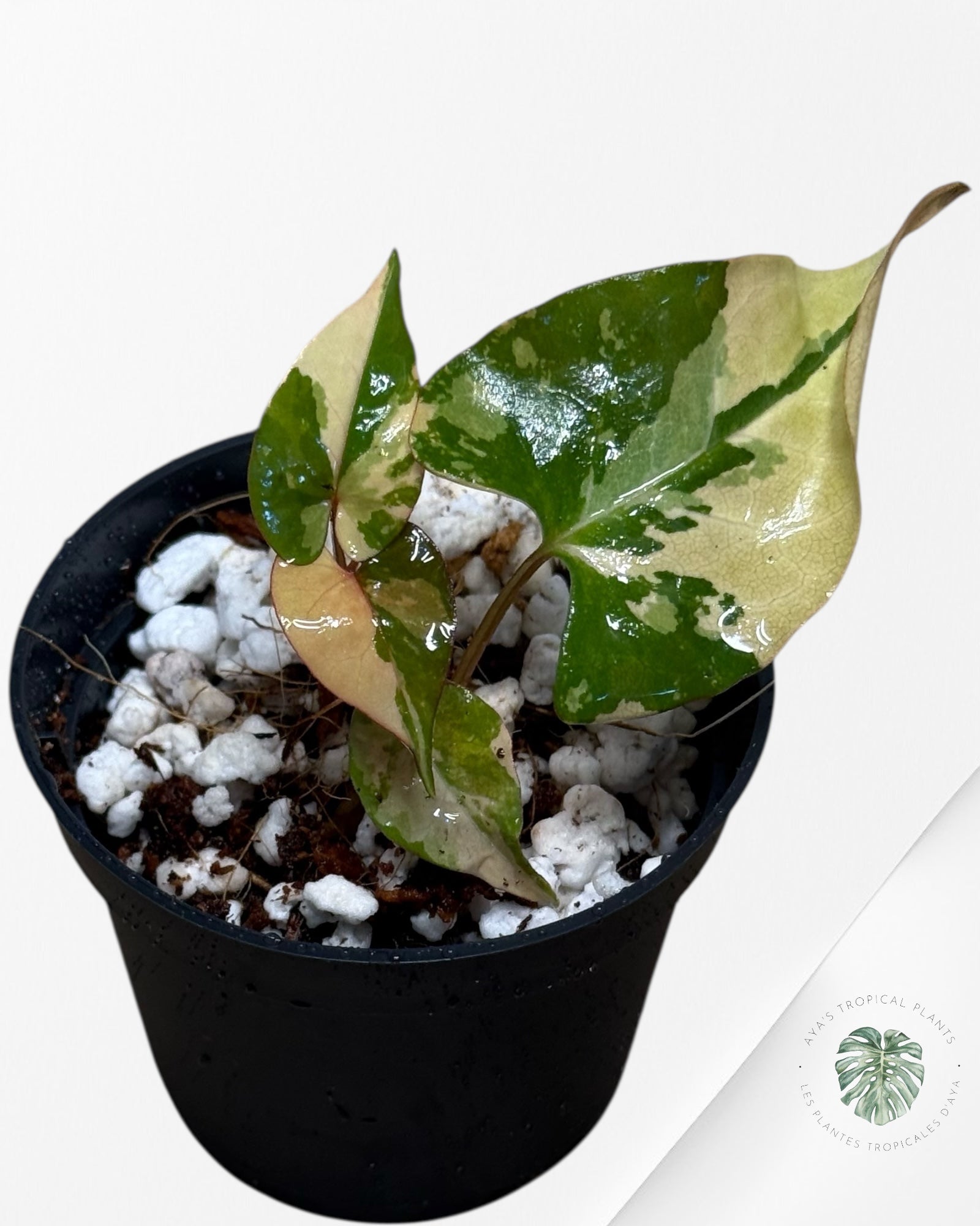 Fallopia multiflora Variegated - 50