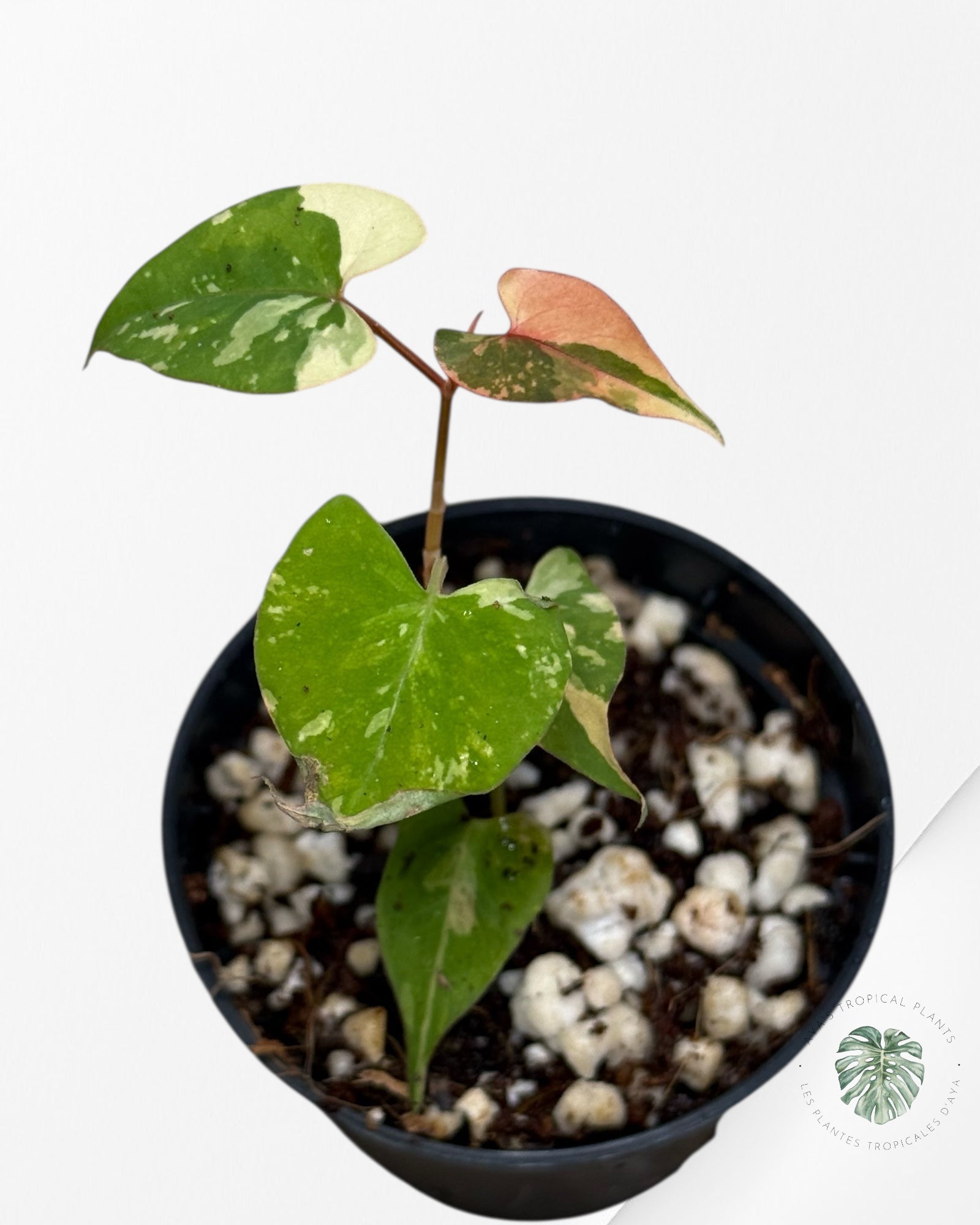 Fallopia multiflora Variegated - 80