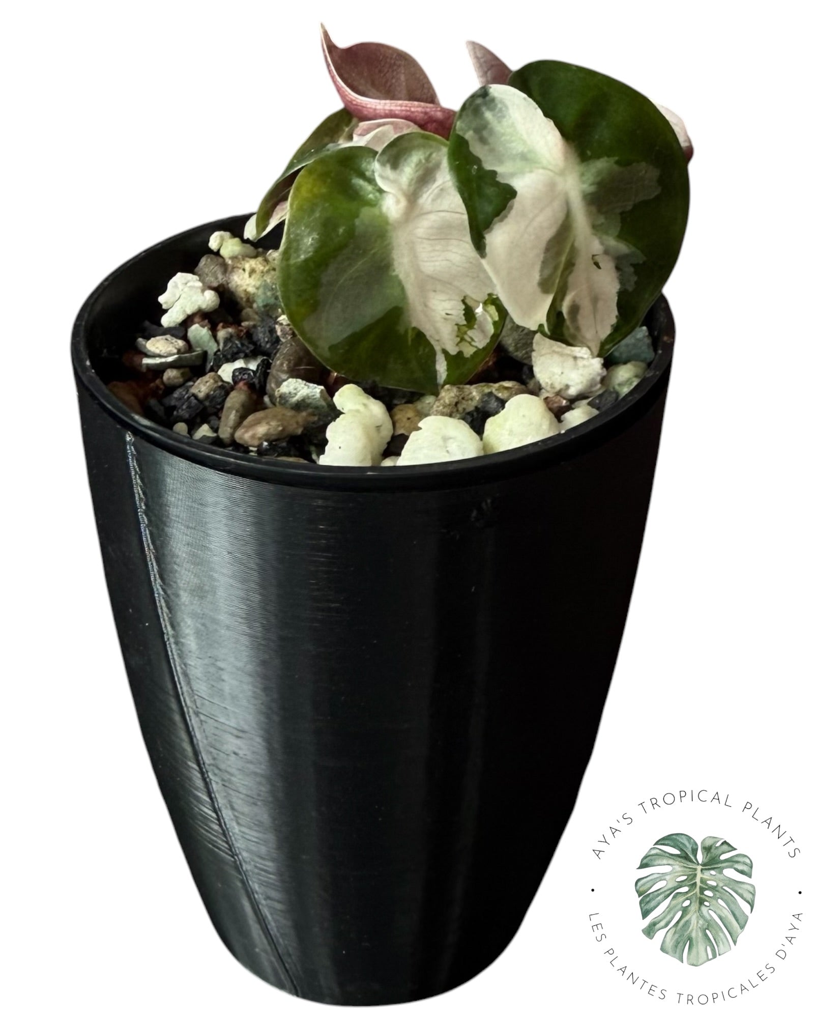 Alocasia Heart Balloon Pink variegated
