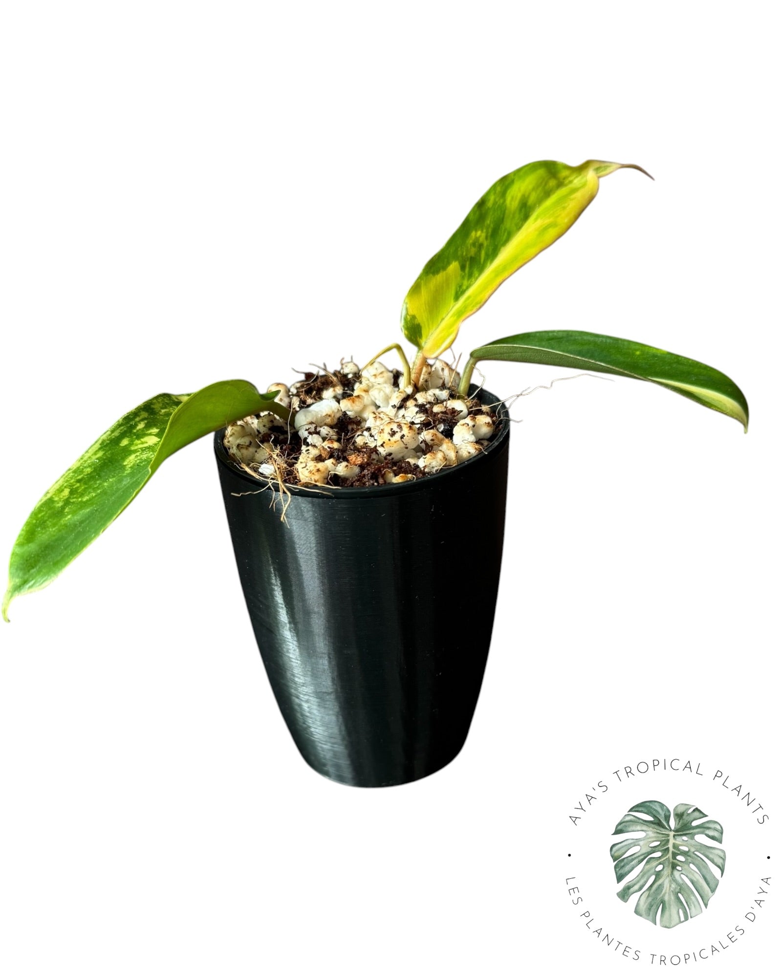 Philodendron Florida Beauty x Tortum