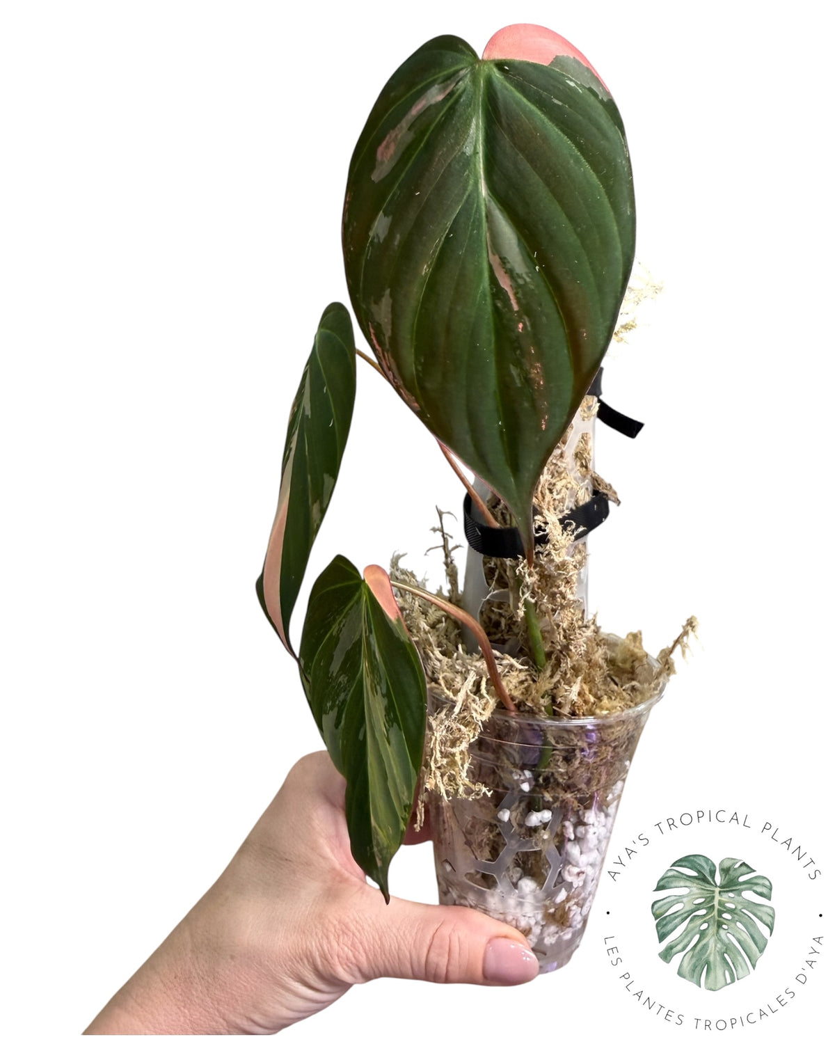 Philodendron Micans Pink panaché VÉRITABLE