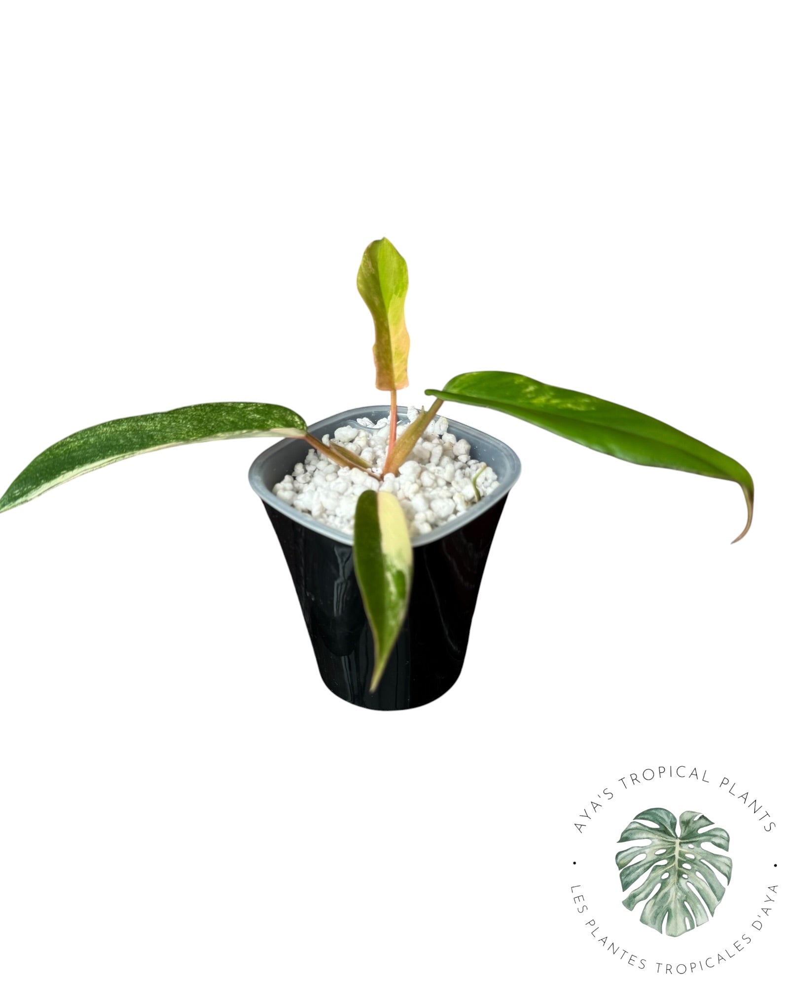 Philodendron Florida Beauty x Tortum
