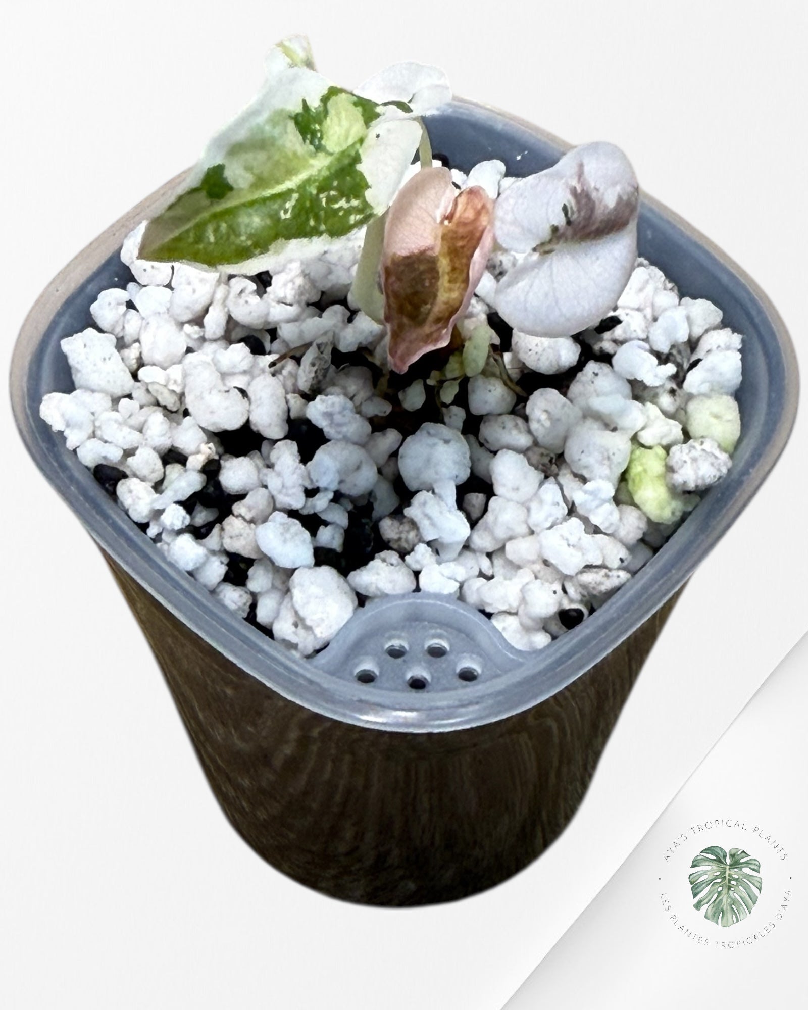 Alocasia Cuprea Albo|Pink Variegated