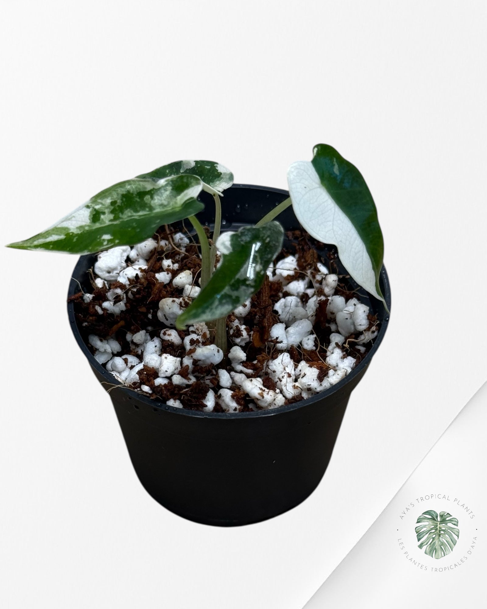 Alocasia Bambino Variegated (pink) - 300
