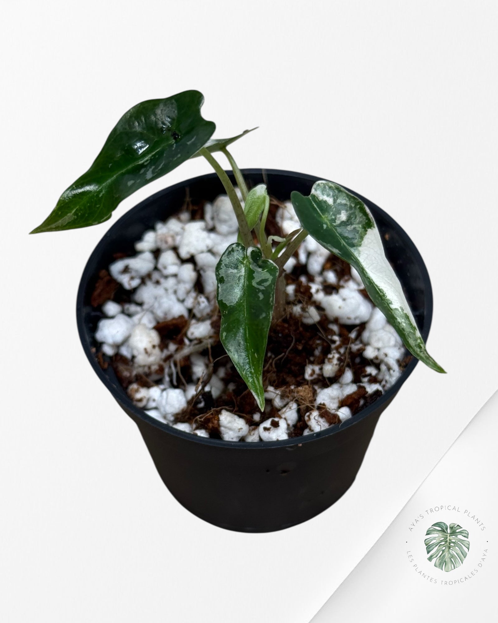 Alocasia Bambino Variegated (pink) - 310